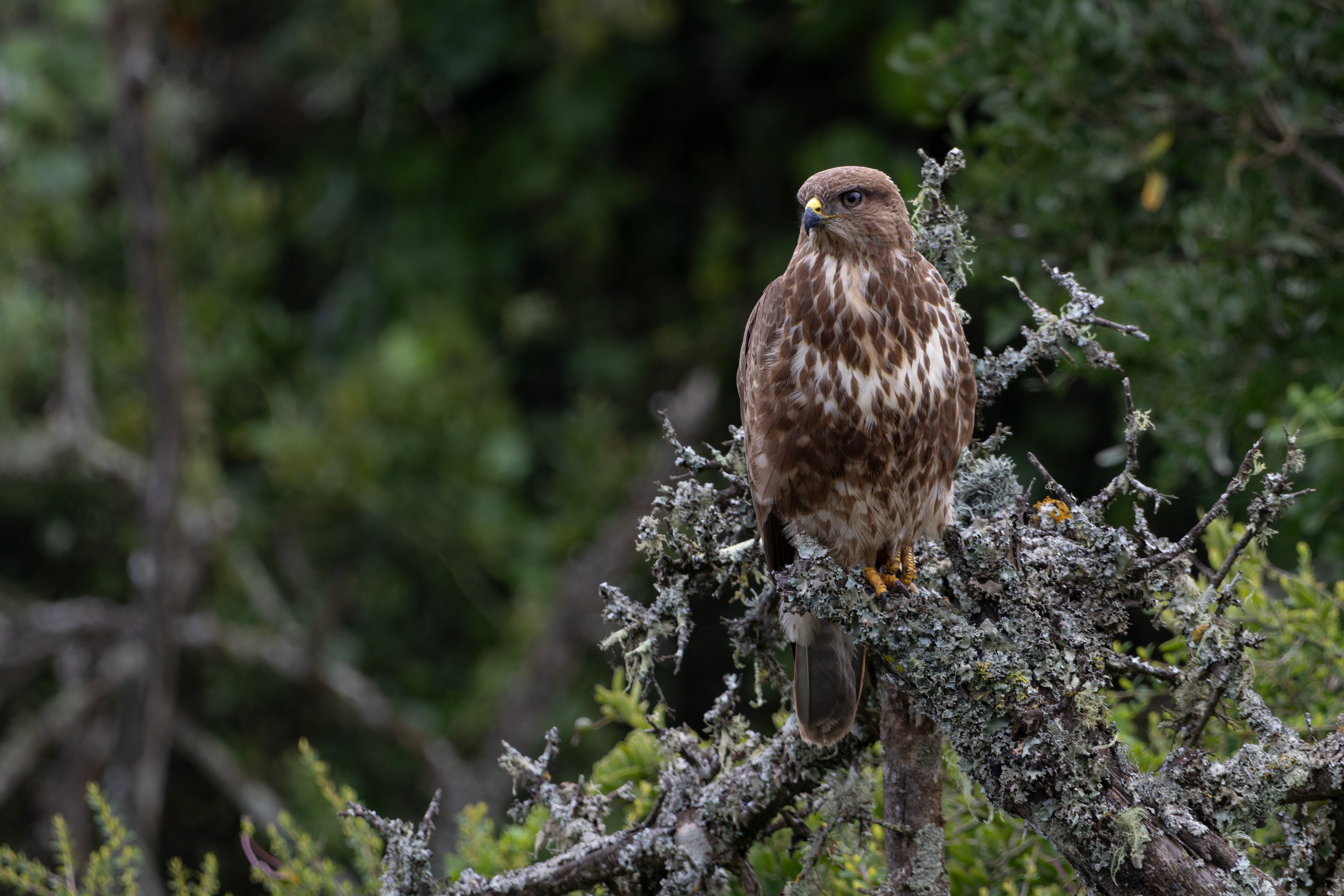 Common Buzzard