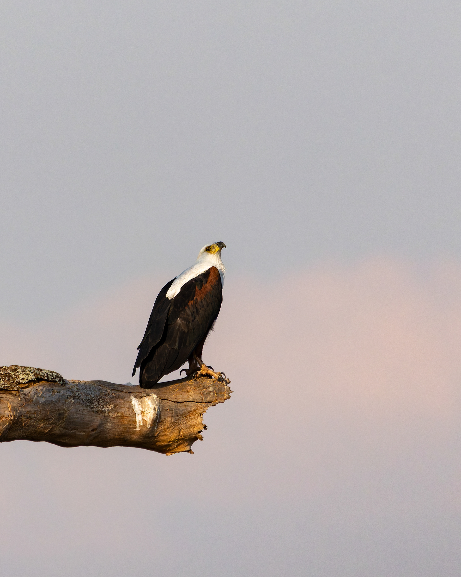 African Fish Eagle