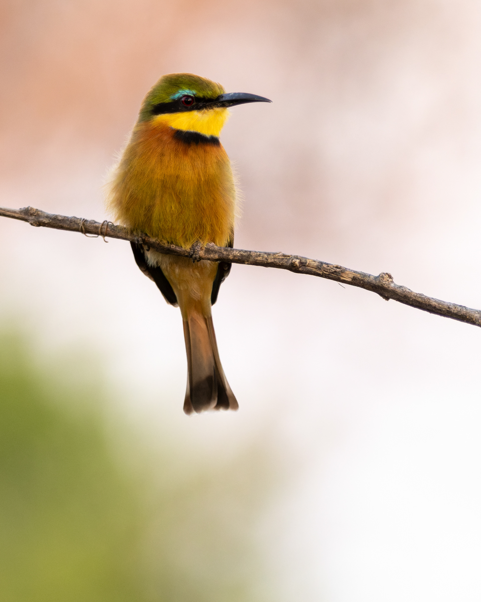 Little Bee-eater