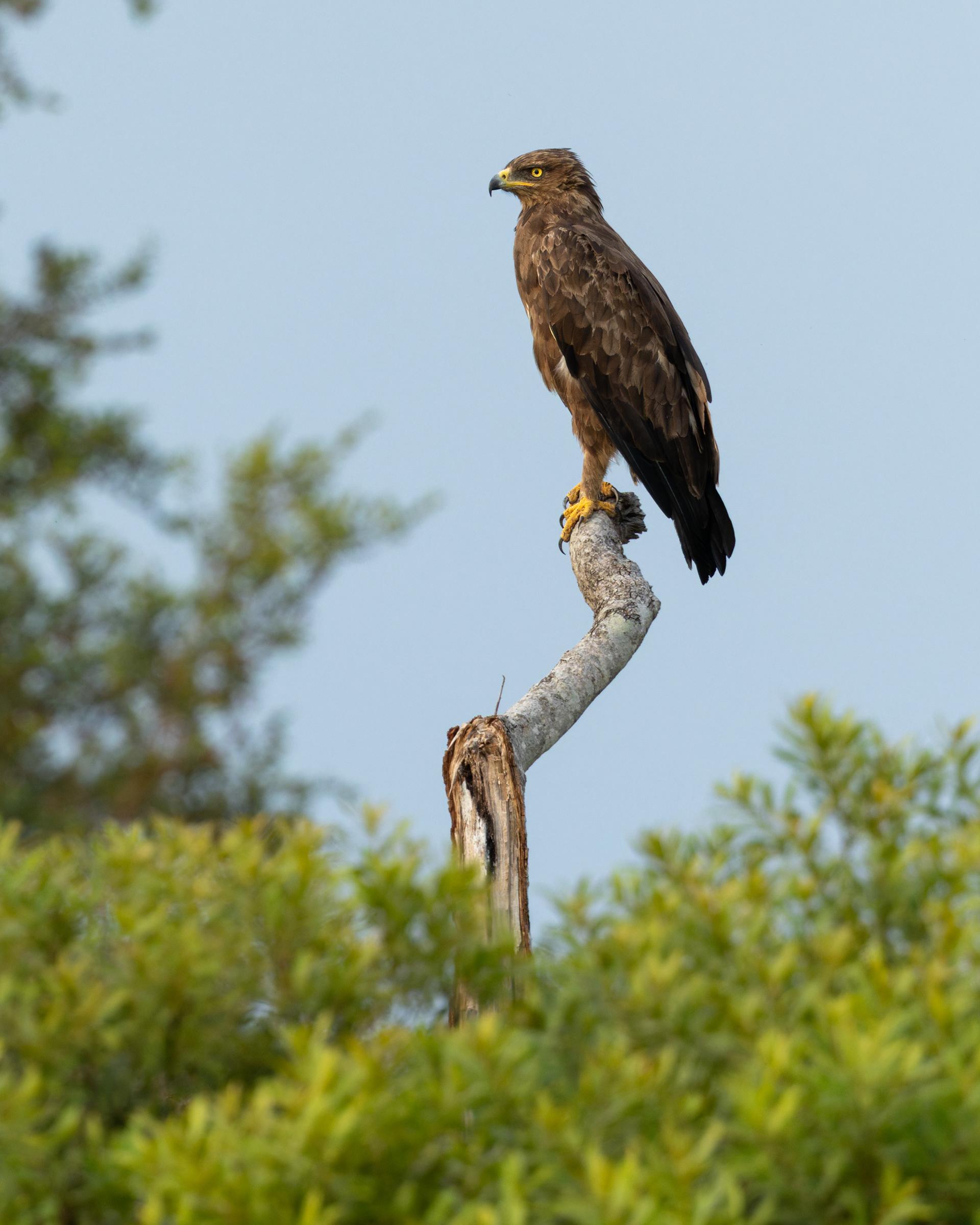 Lesser-spotted Eagle