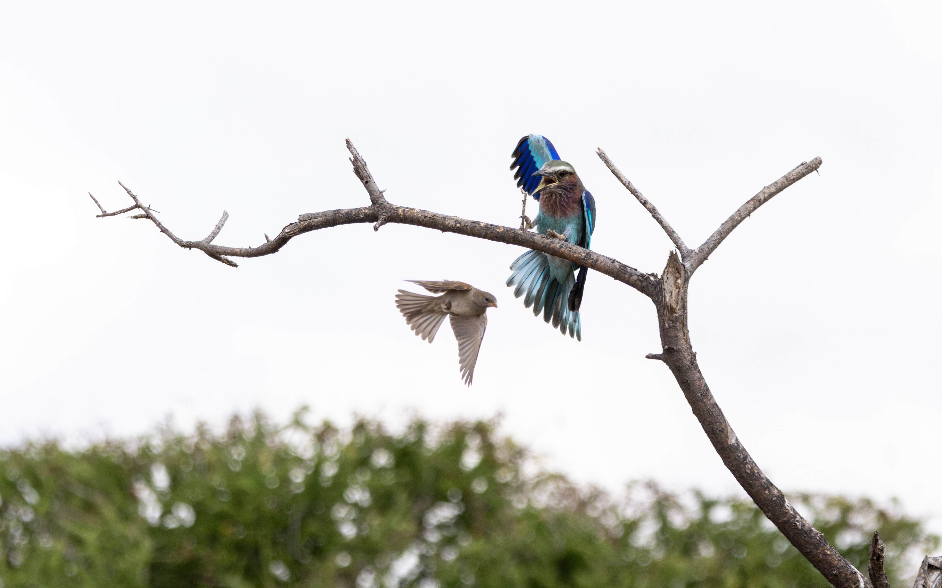 Lilac-breasted Roller