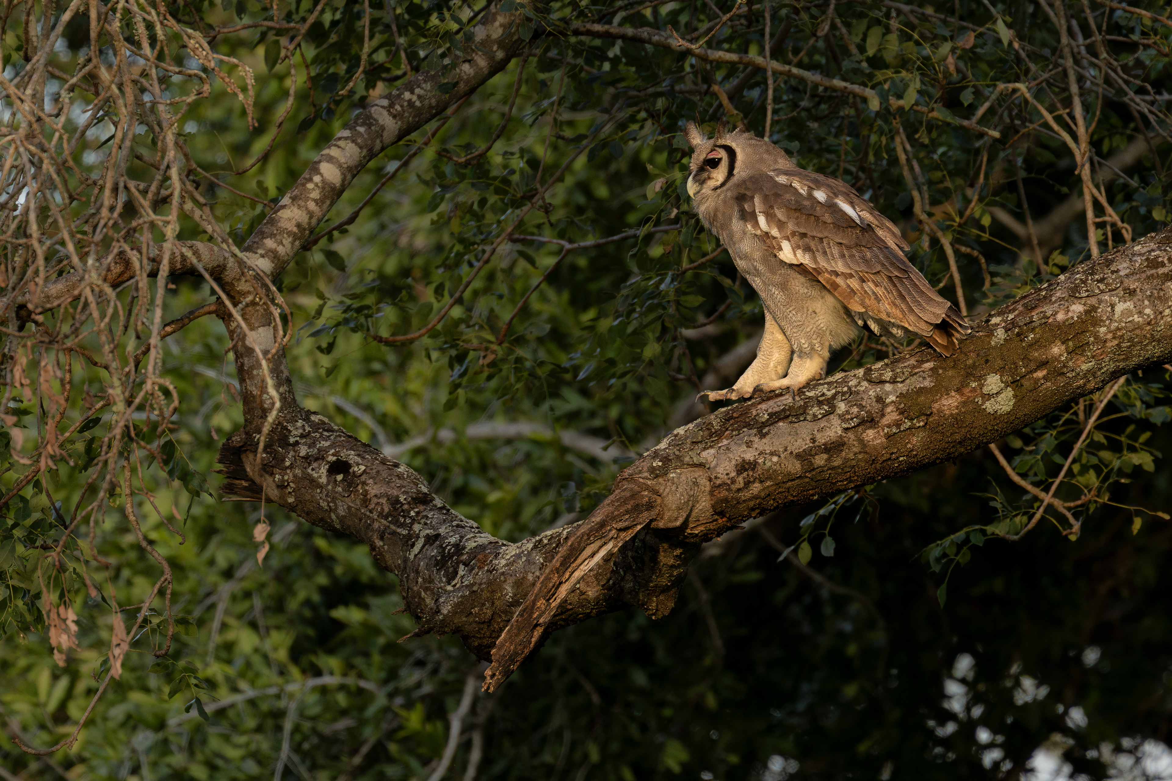 Verreaux's Eagle-owl