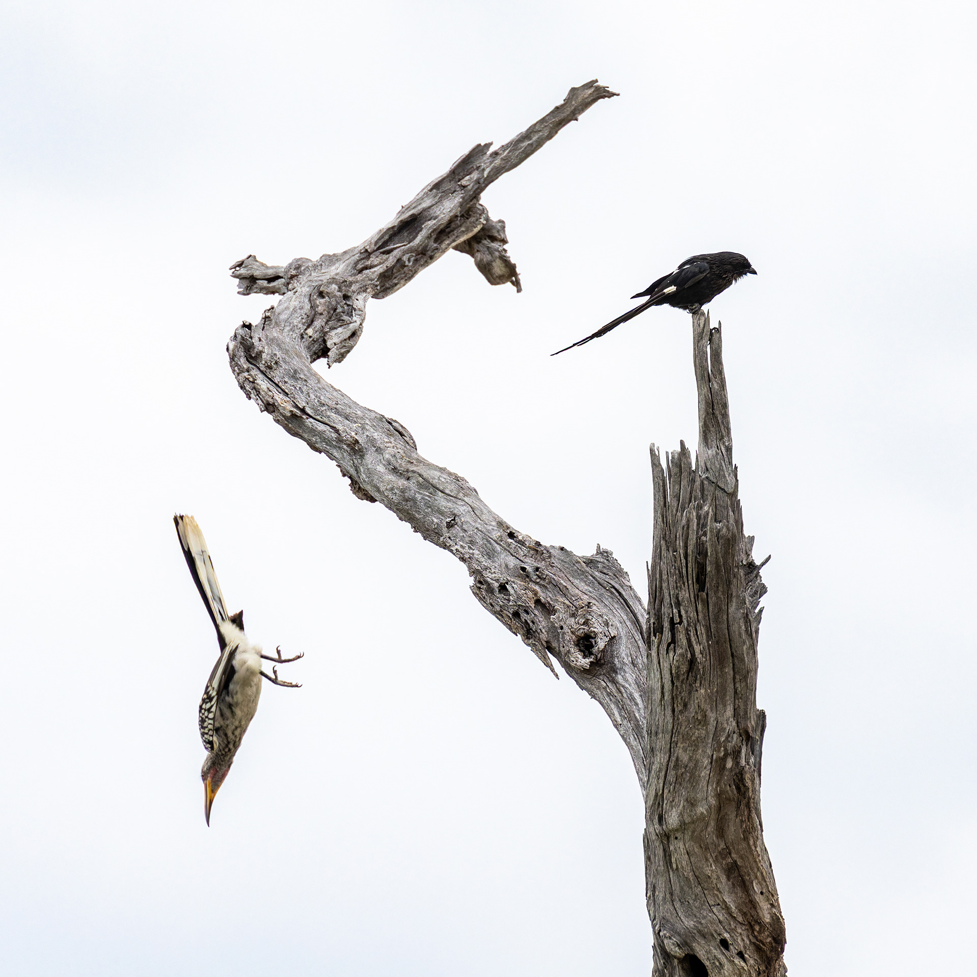Yellow-billed Hornbill