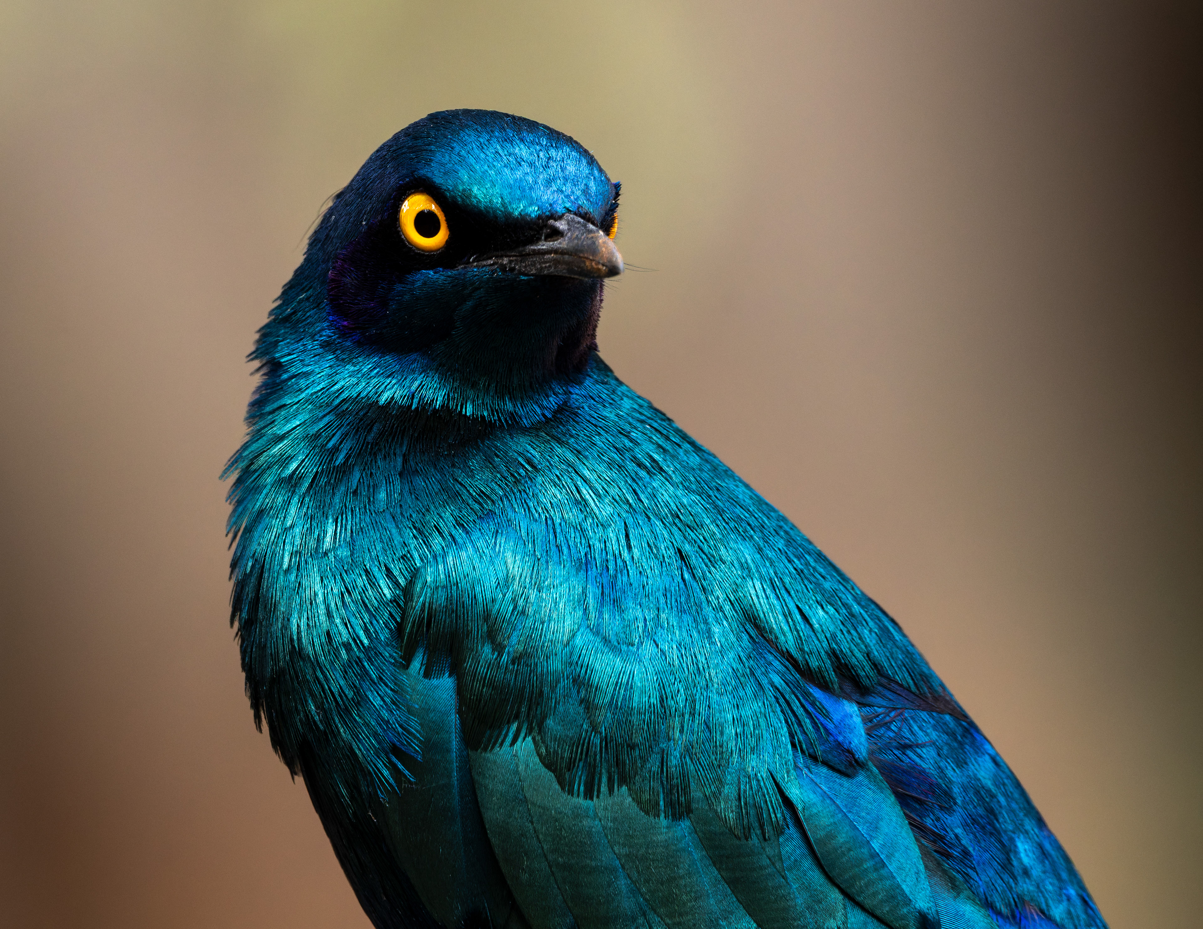 Greater Blue-eared Starling