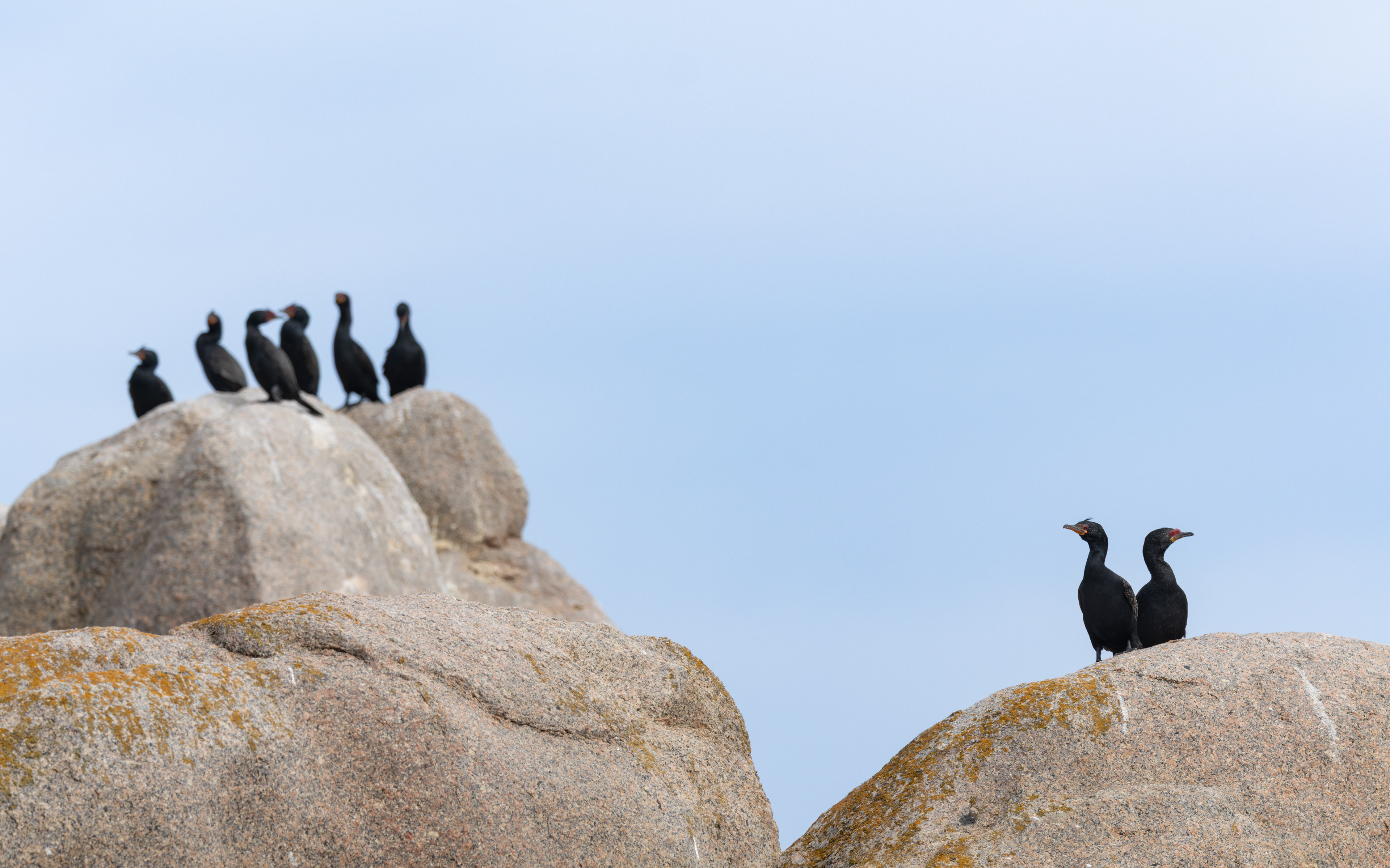 Cape Cormorant
