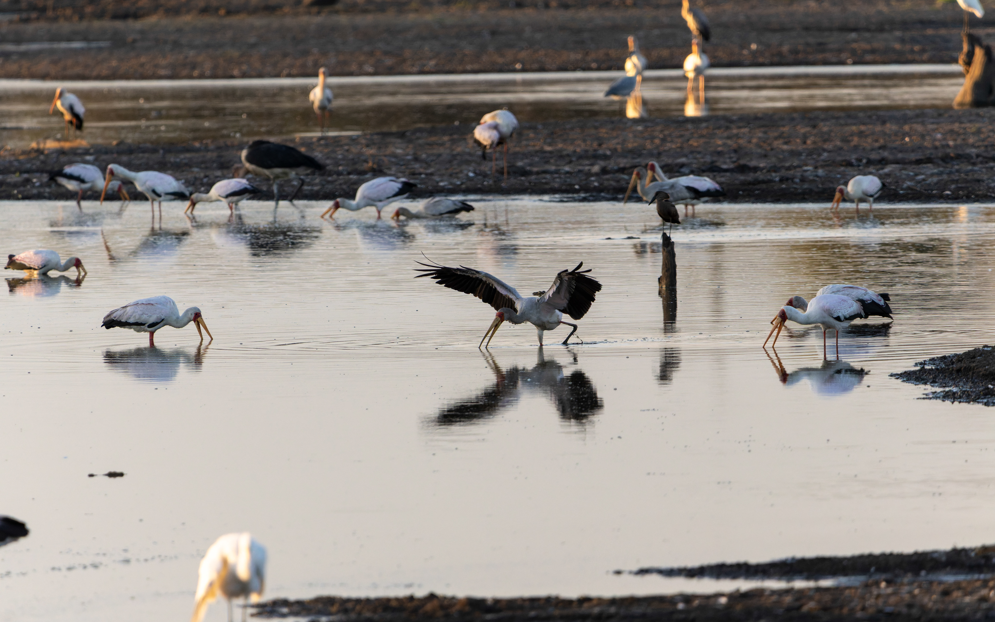 Yellow-billed Stork