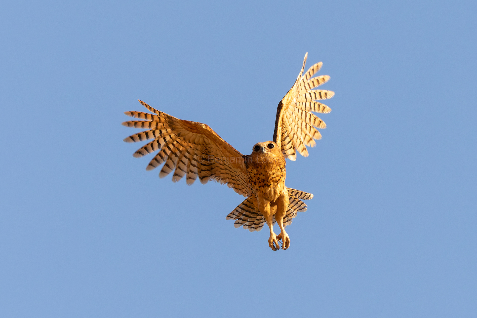 Pel's Fishing Owl
