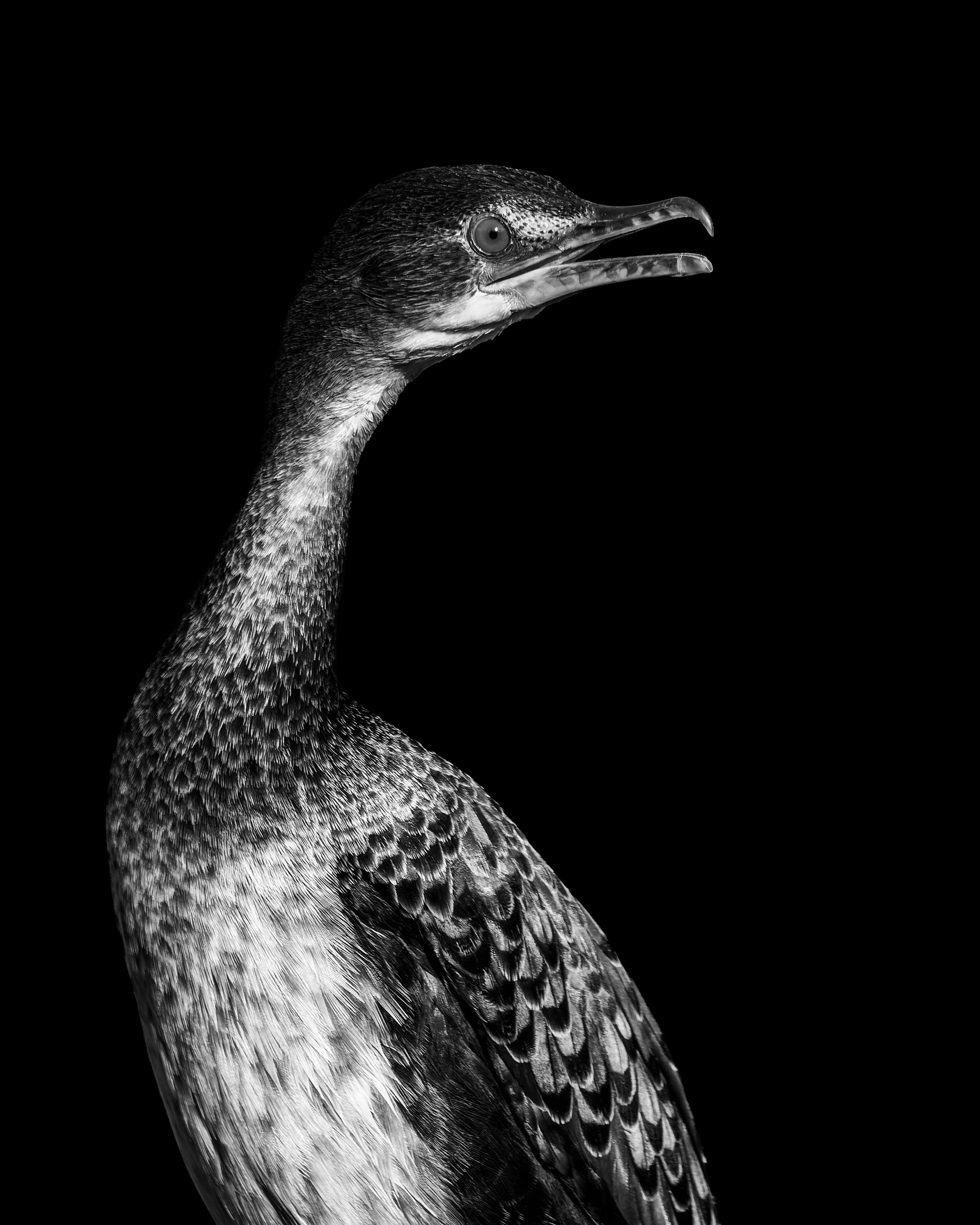 Reed Cormorant