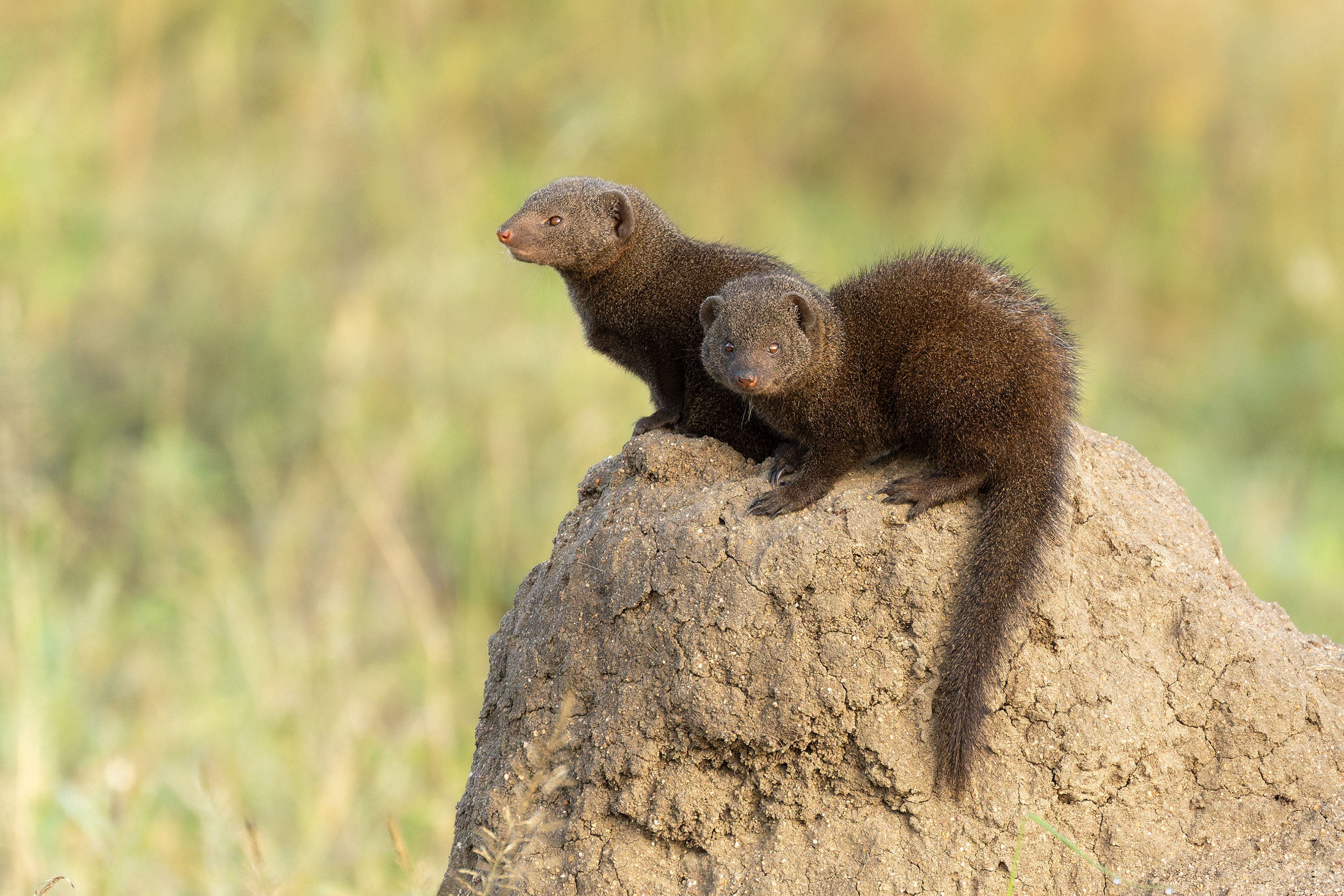 Dwarf Mongoose