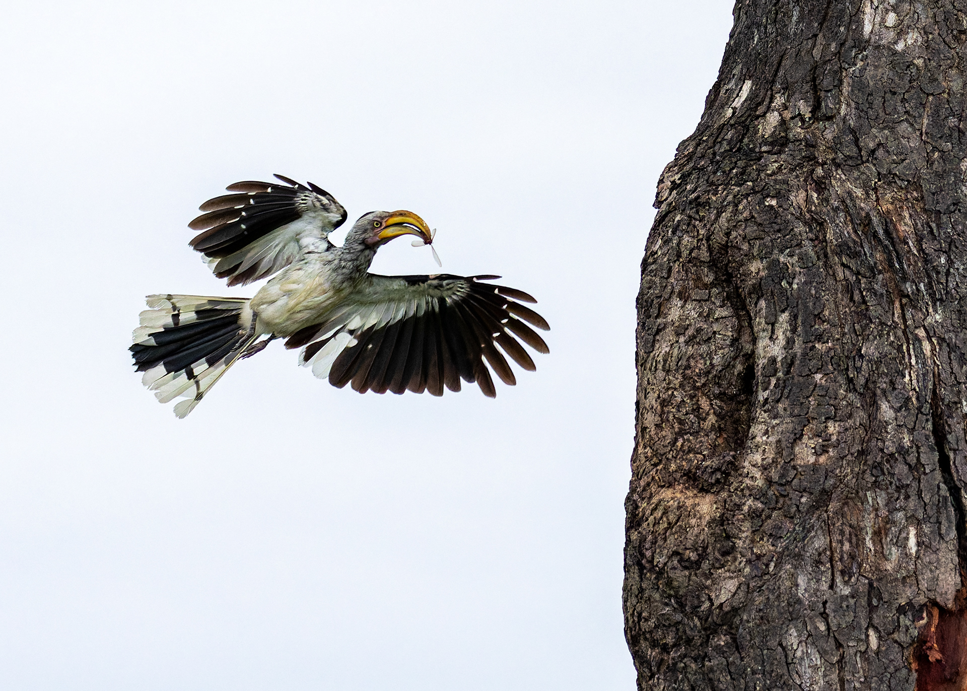 Yellow-billed Hornbill