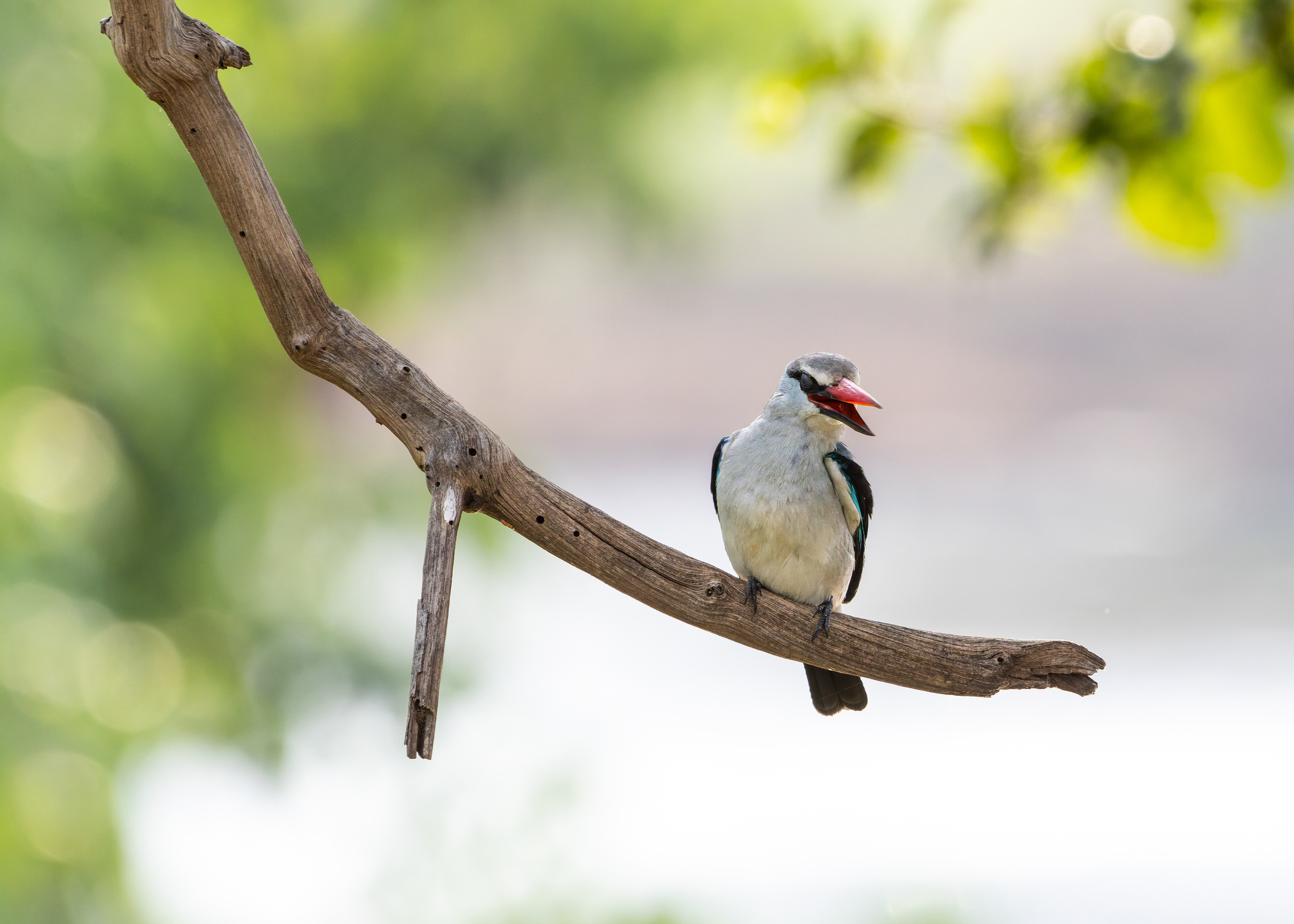 Woodland Kingfisher