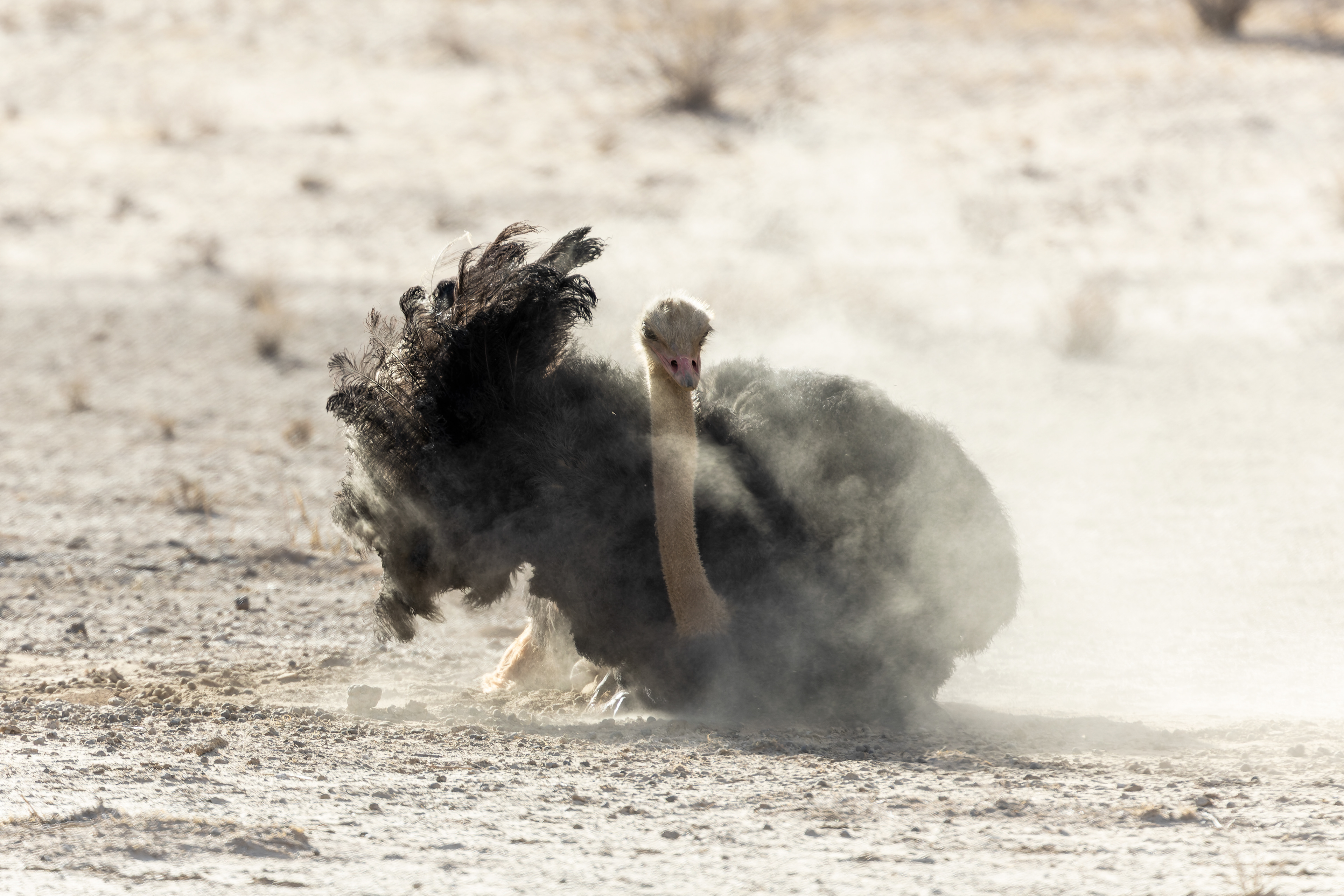 Common Ostrich