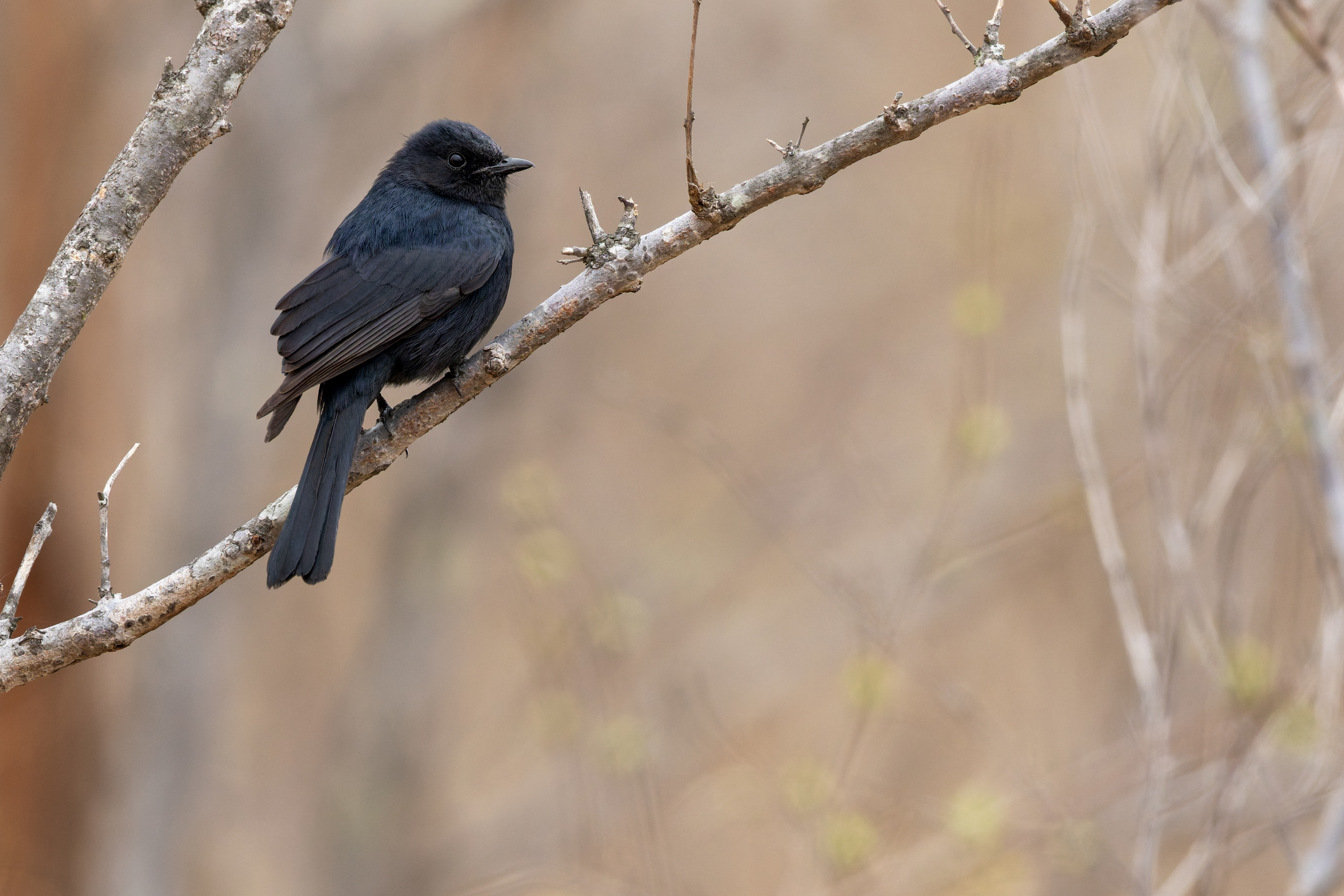 Black Flycatcher