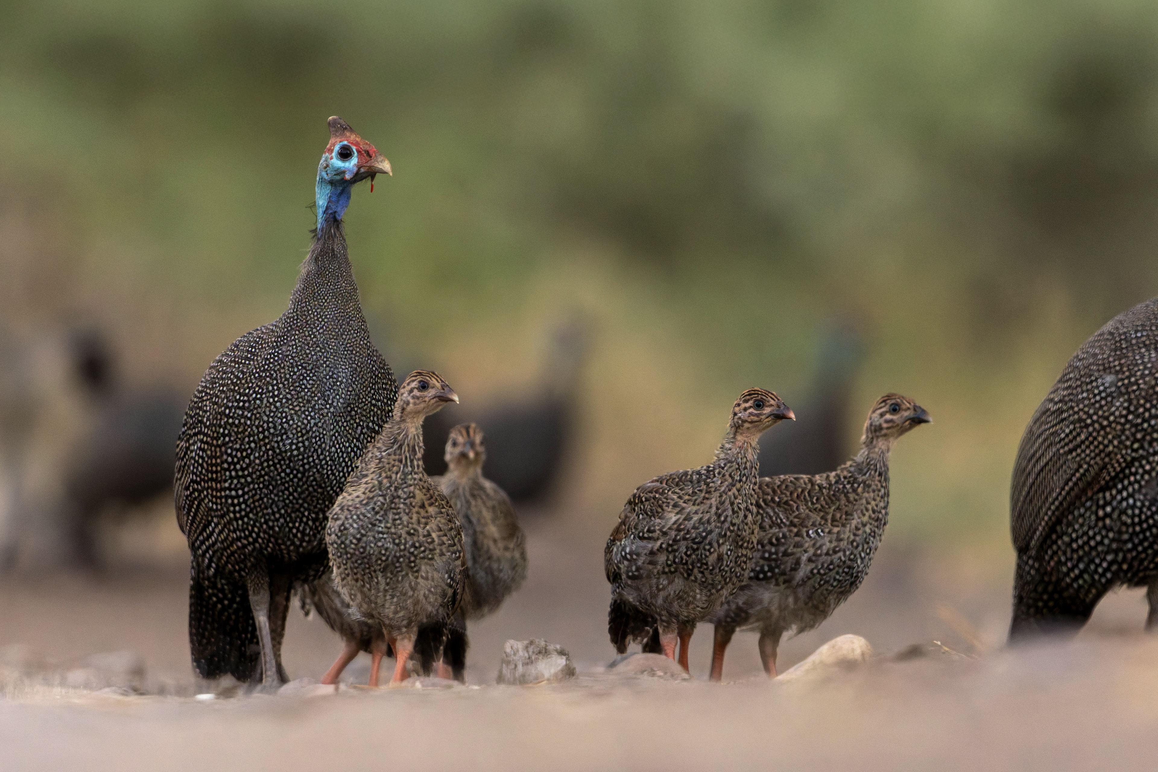 Helmeted Guineafowl