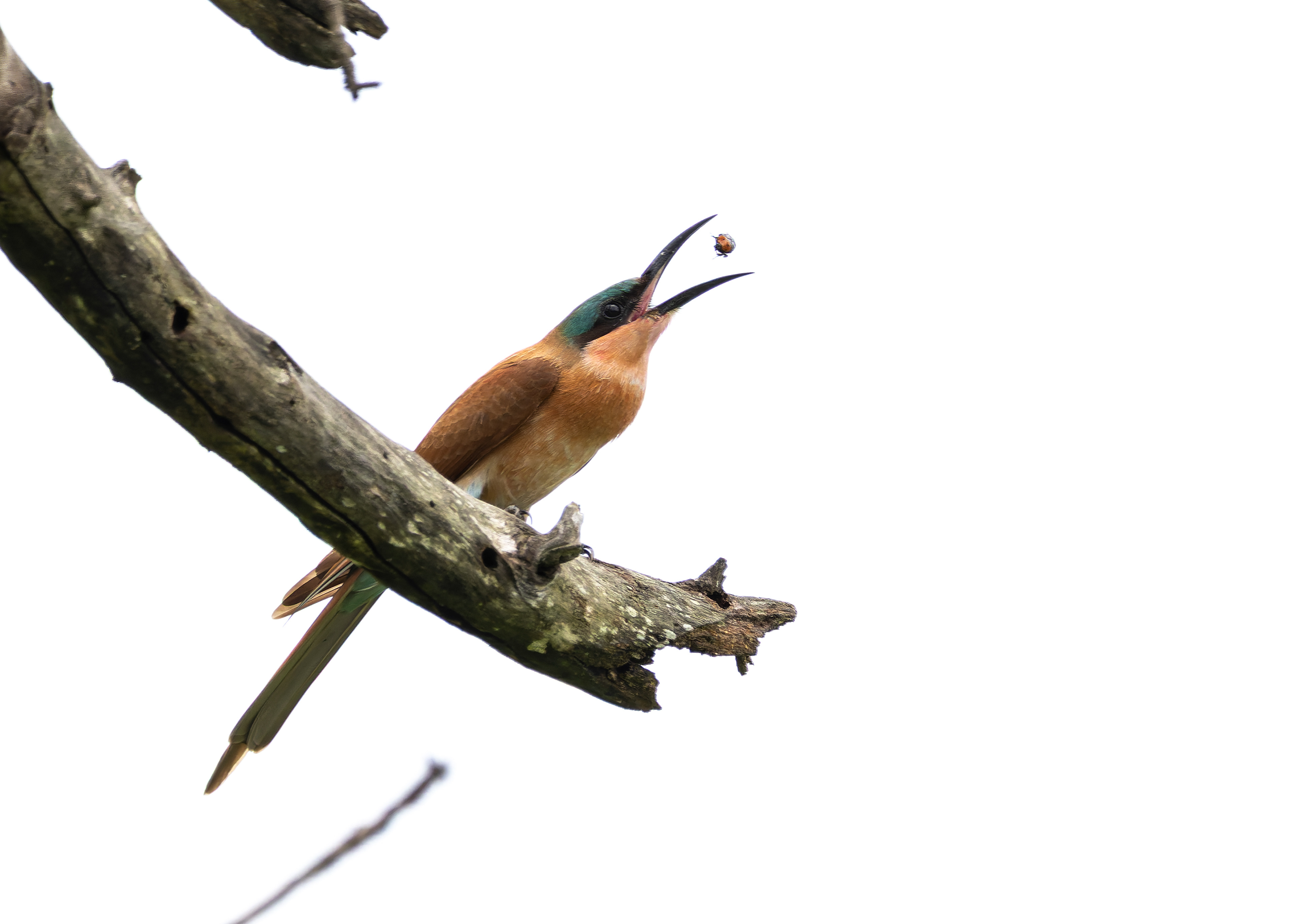 Carmine Bee-eater