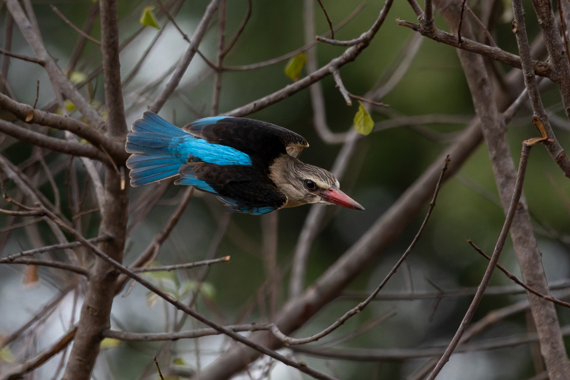 Brown-hooded Kingfisher