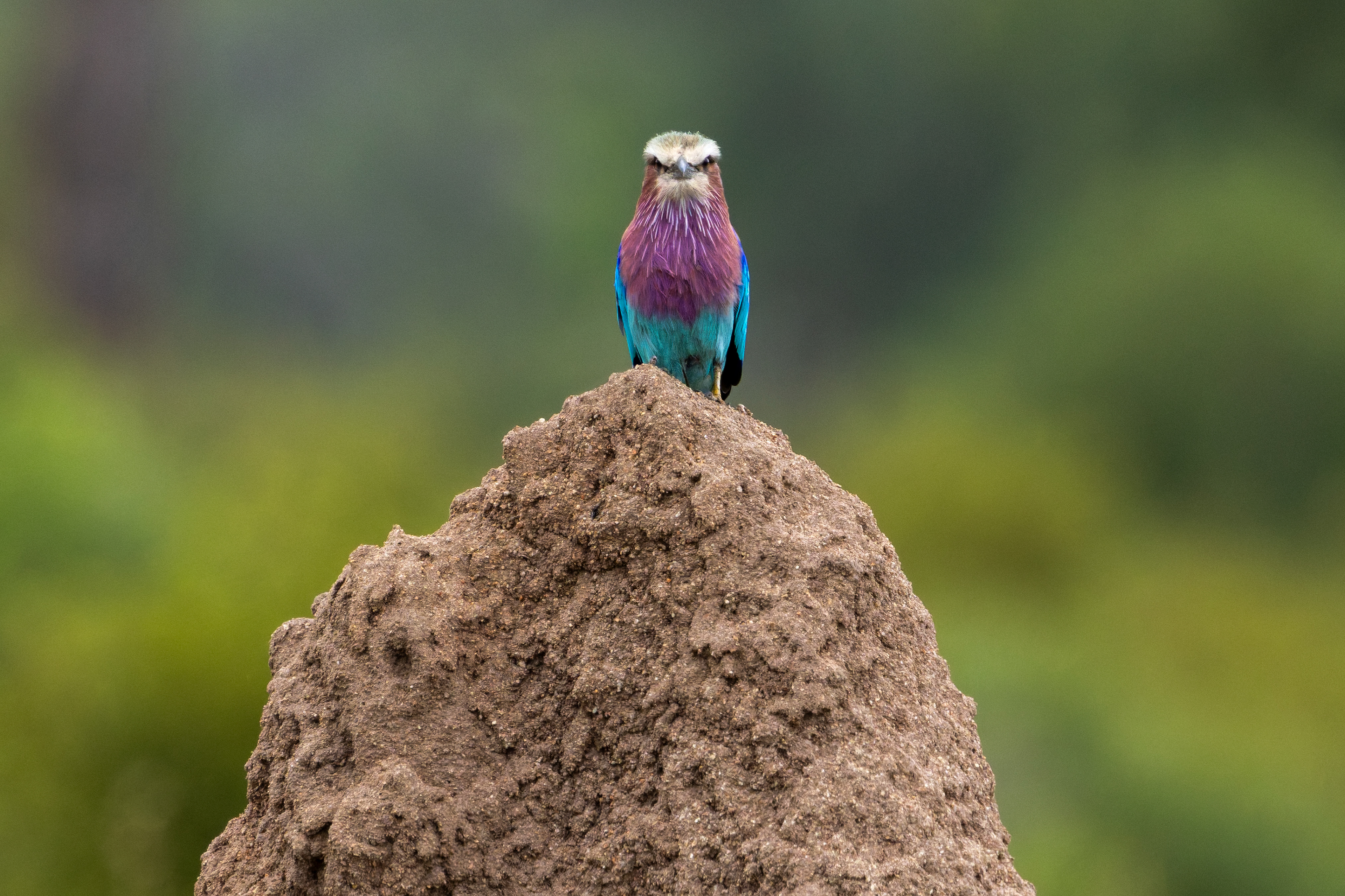 Lilac-breasted Roller
