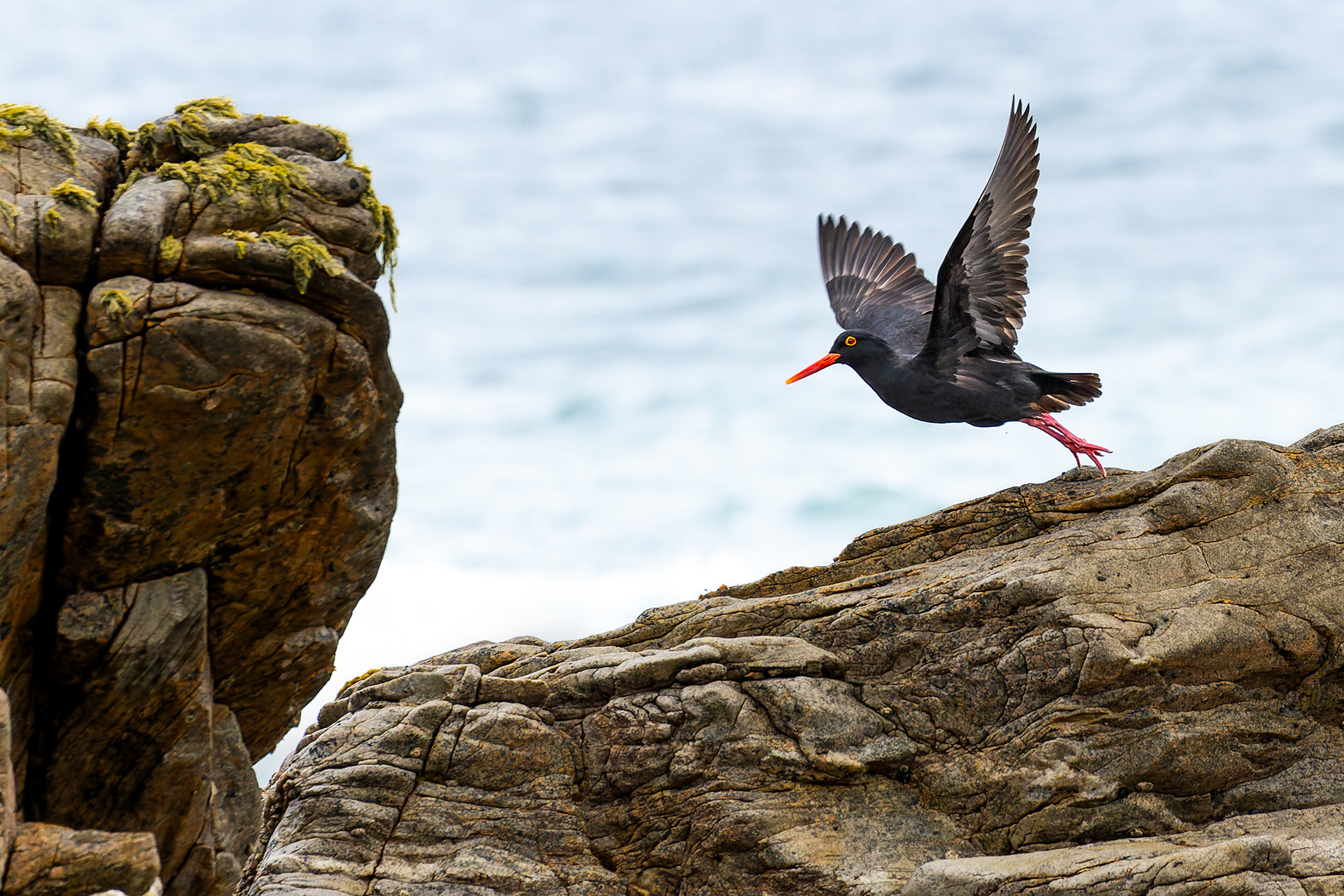 African Oystercatcher