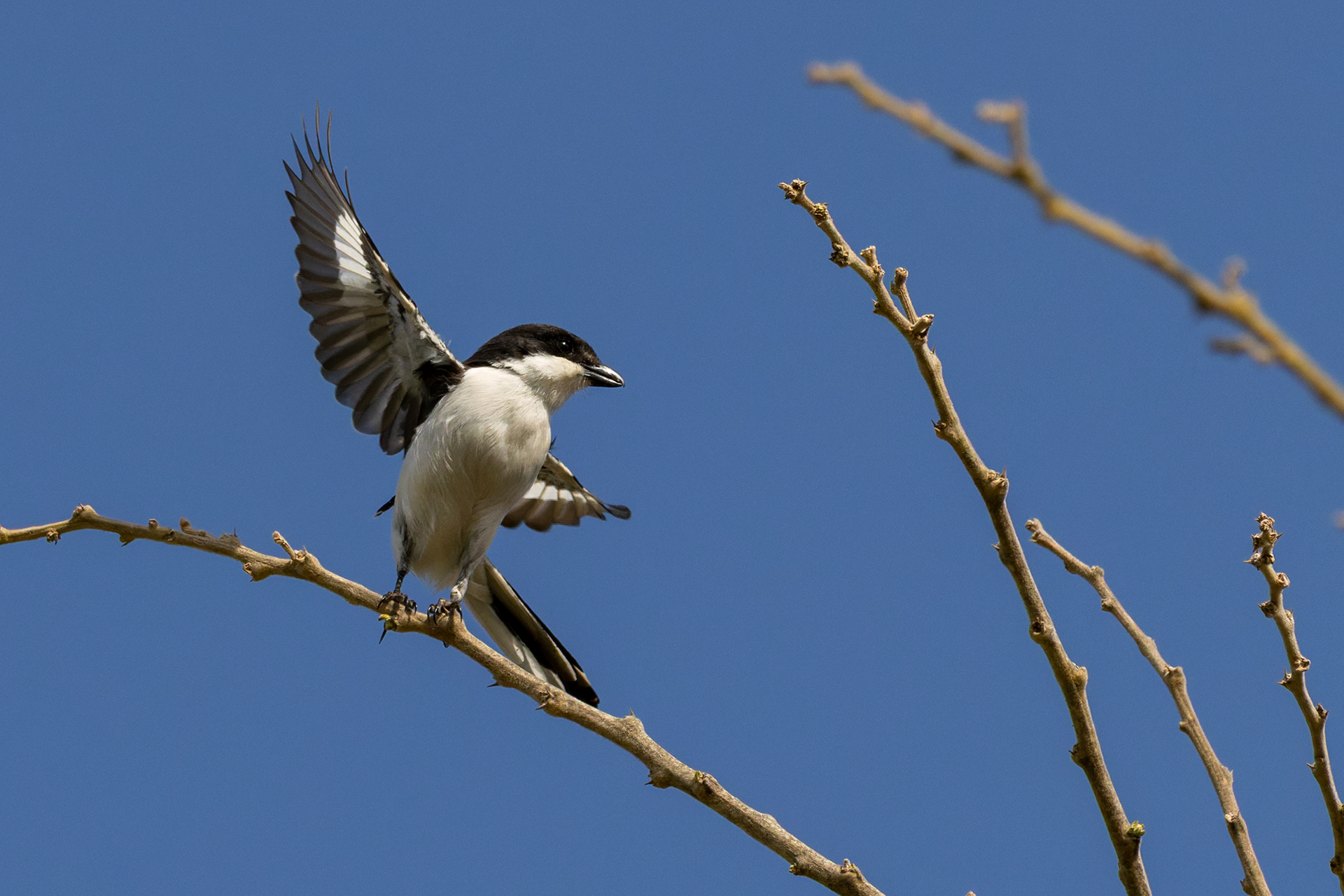 Fiscal Shrike
