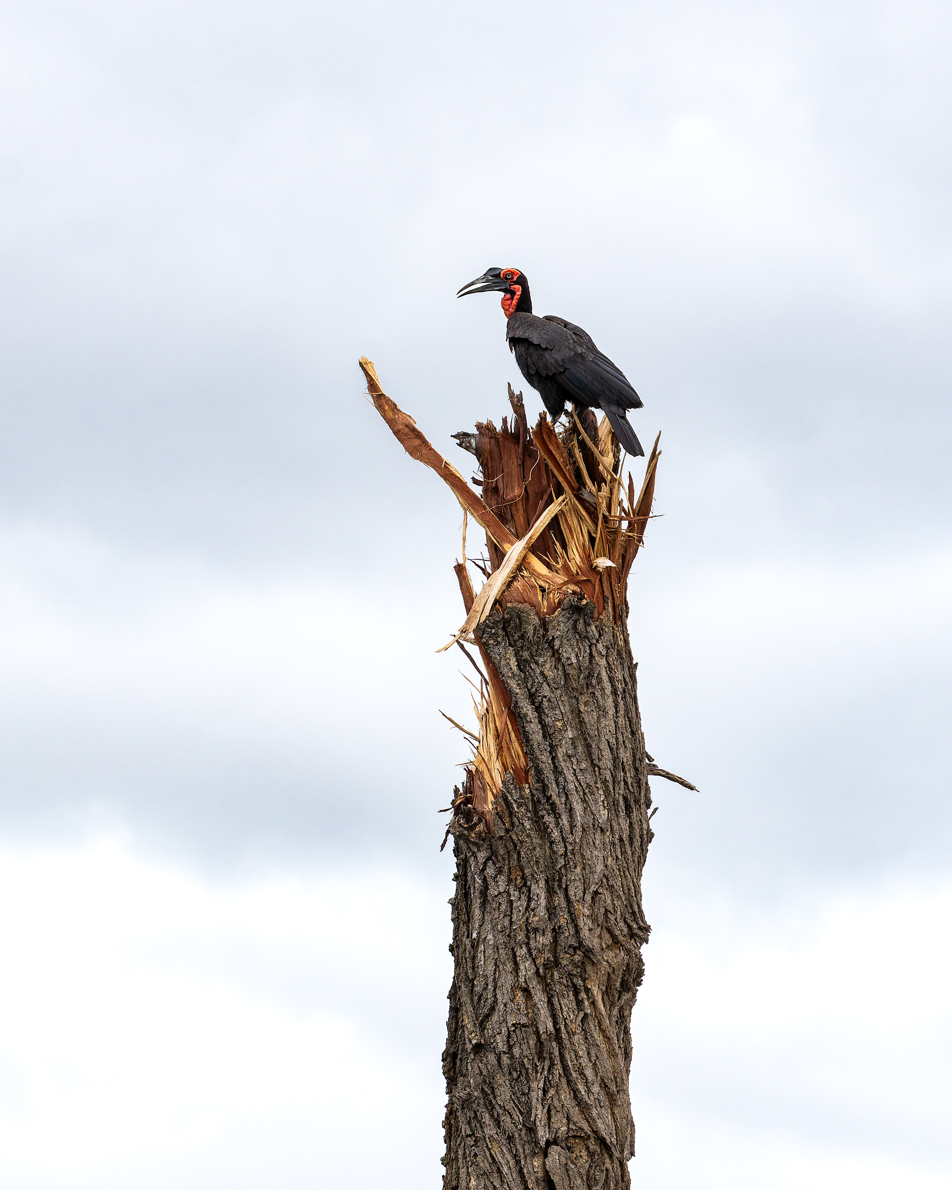 Southern Ground Hornbill