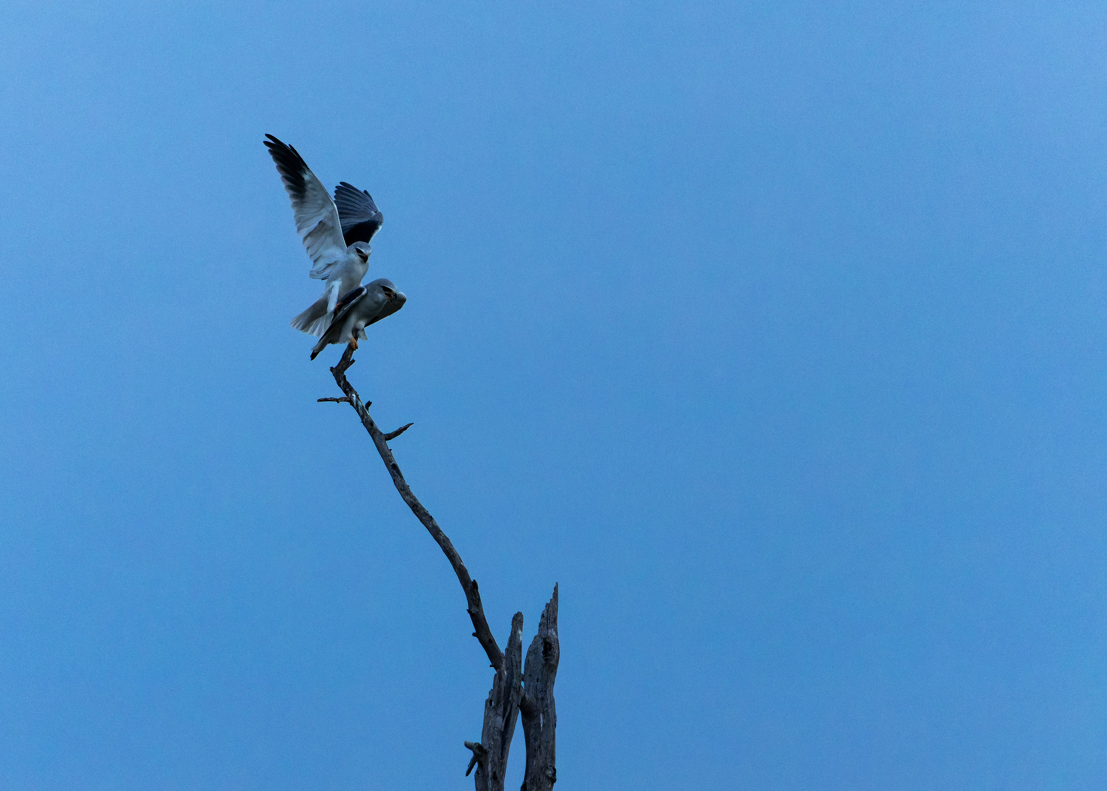 Black-winged Kite