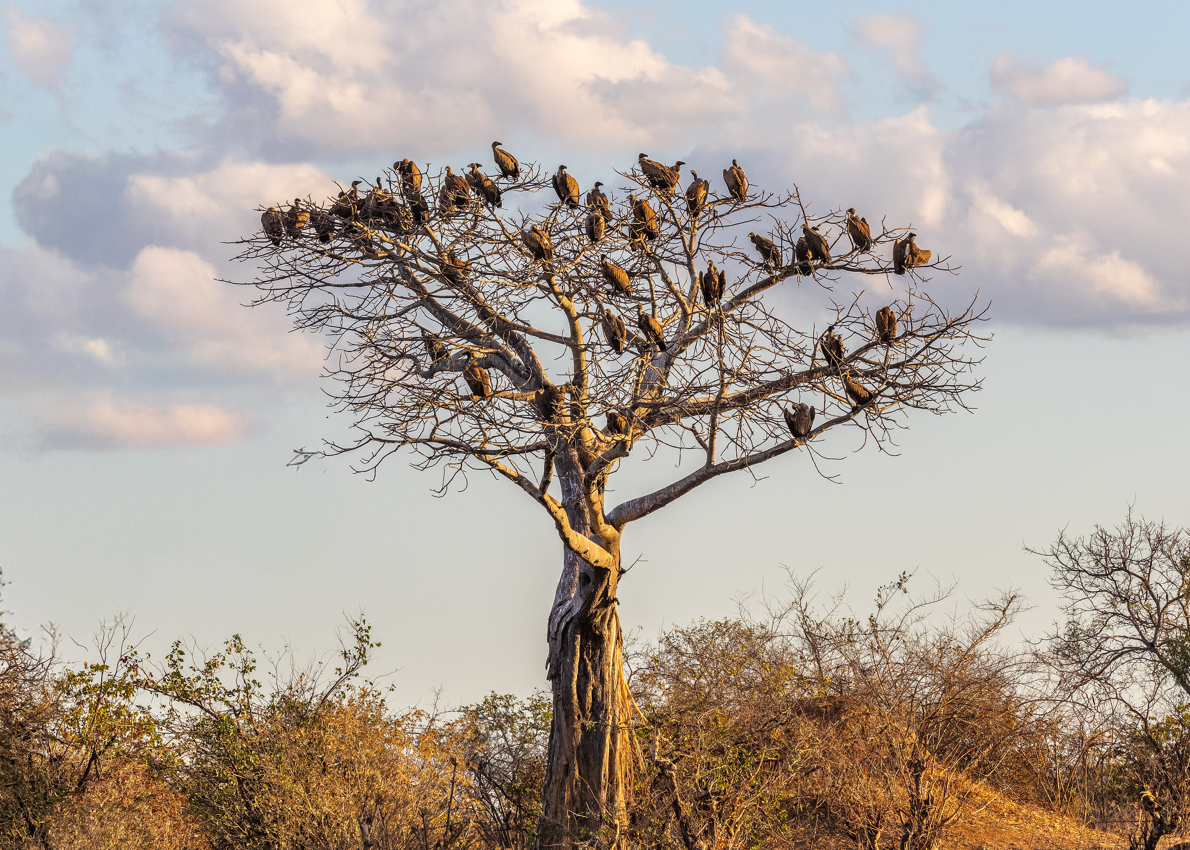 White-backed Vulture