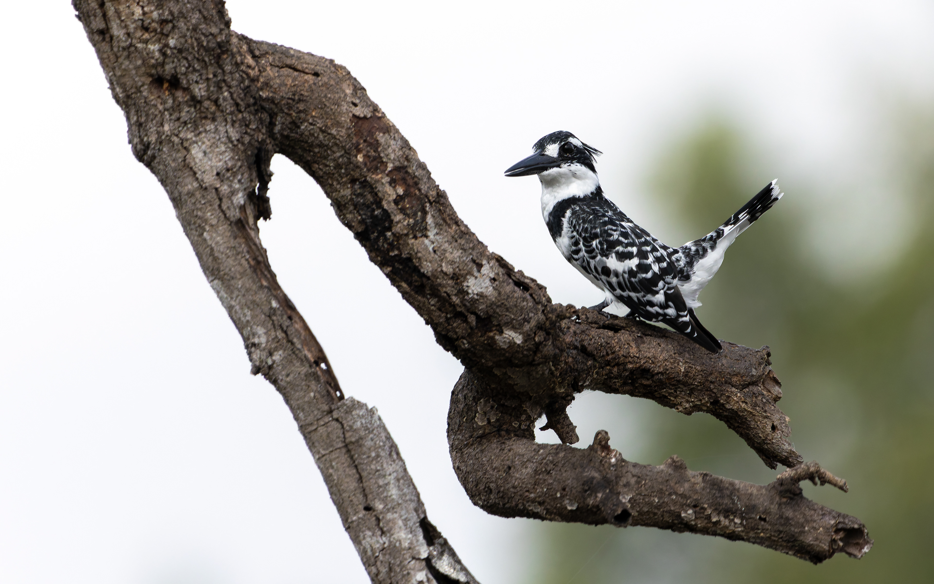 Pied Kingfisher