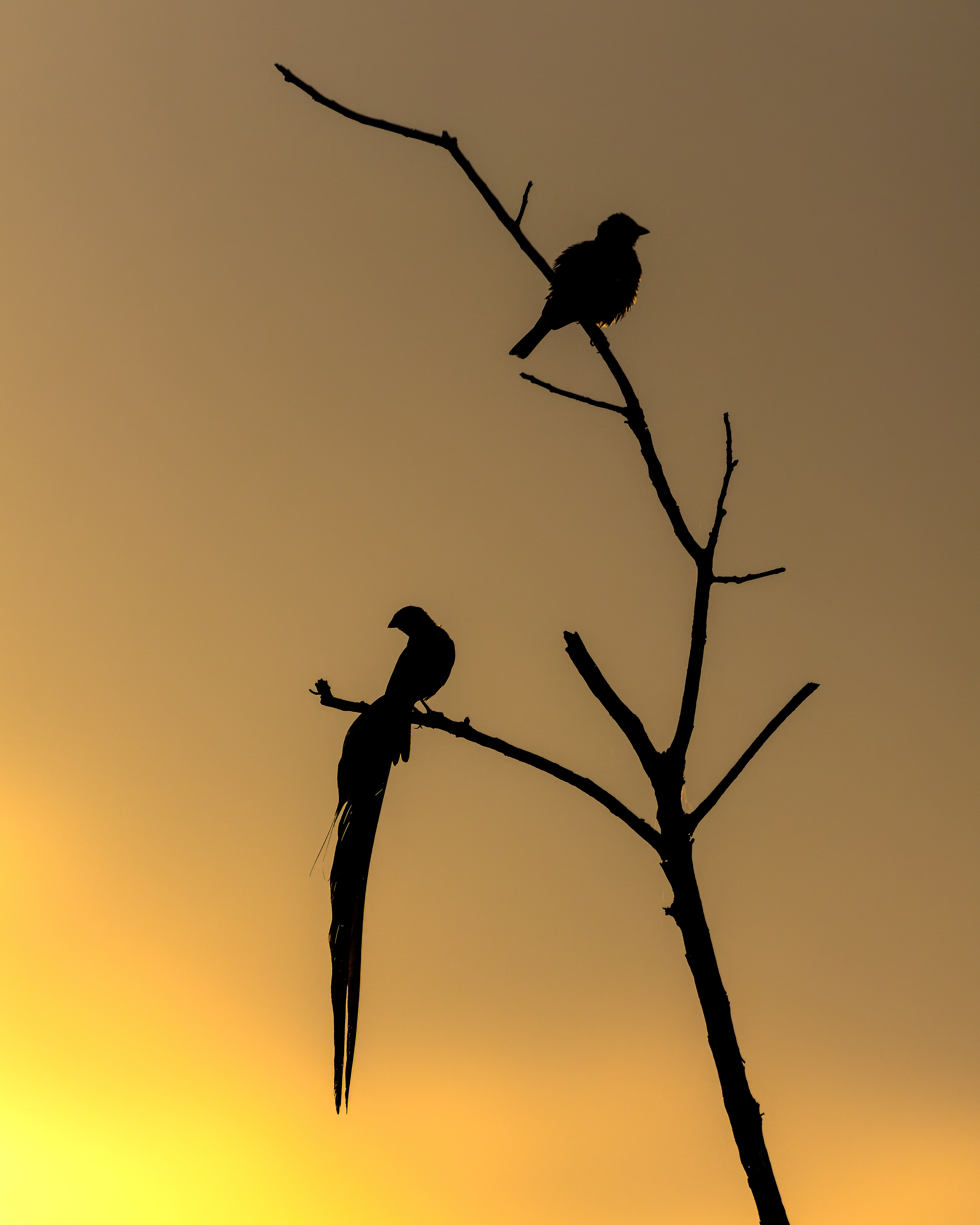 Long-tailed Paradise Whydah