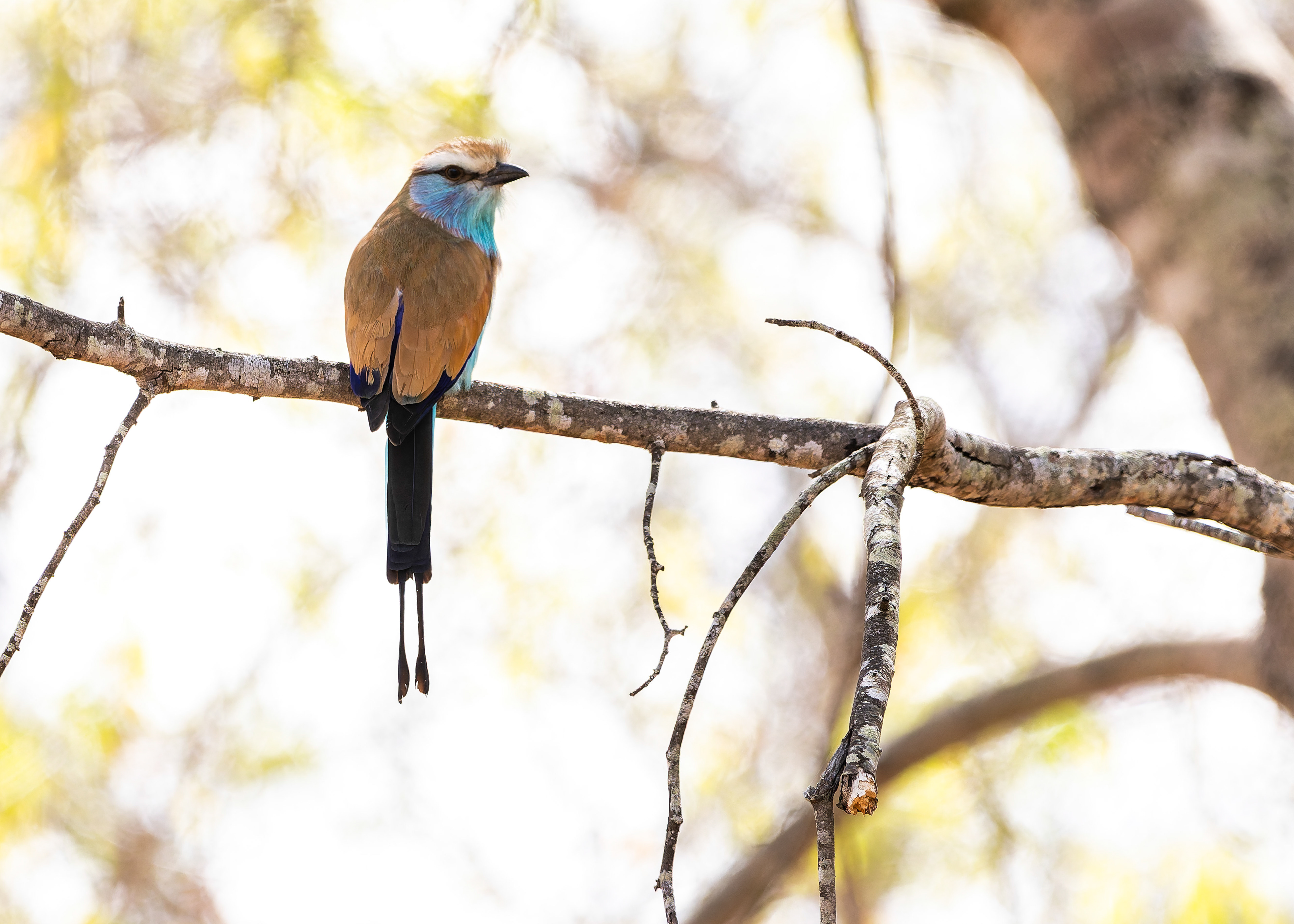 Racket-tailed Roller