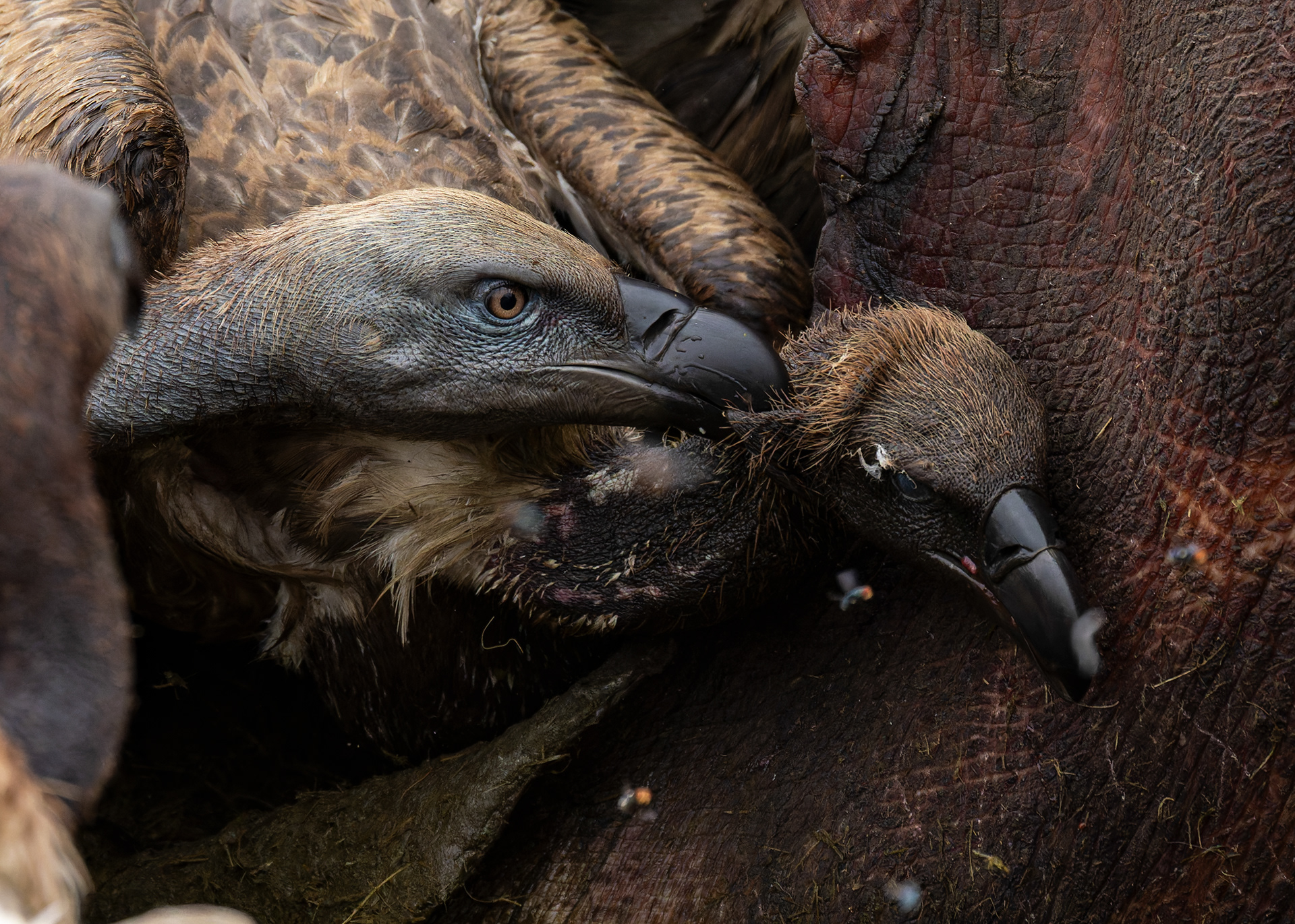 Cape Vulture & White-backed Vulture