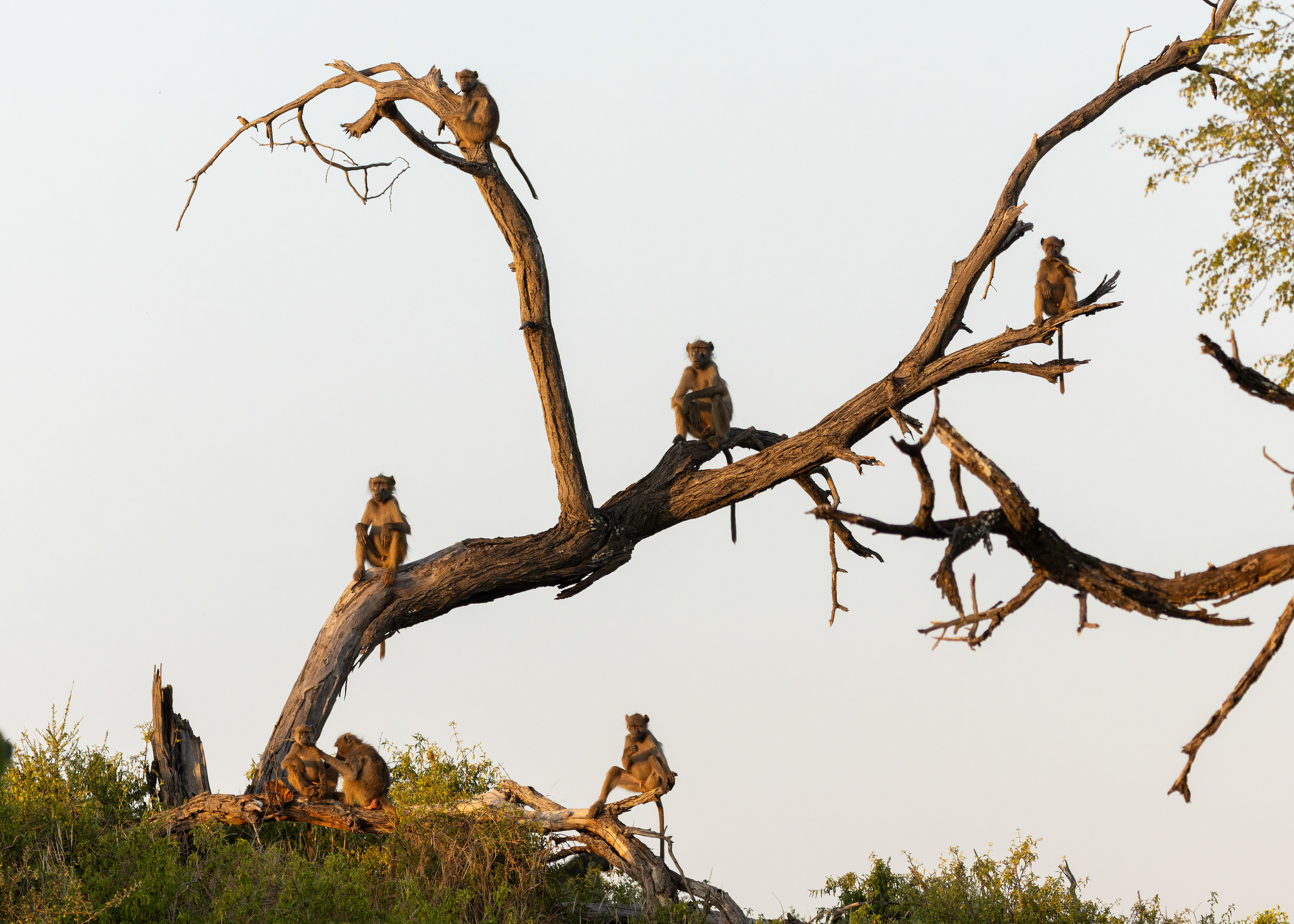 Chacma Baboon