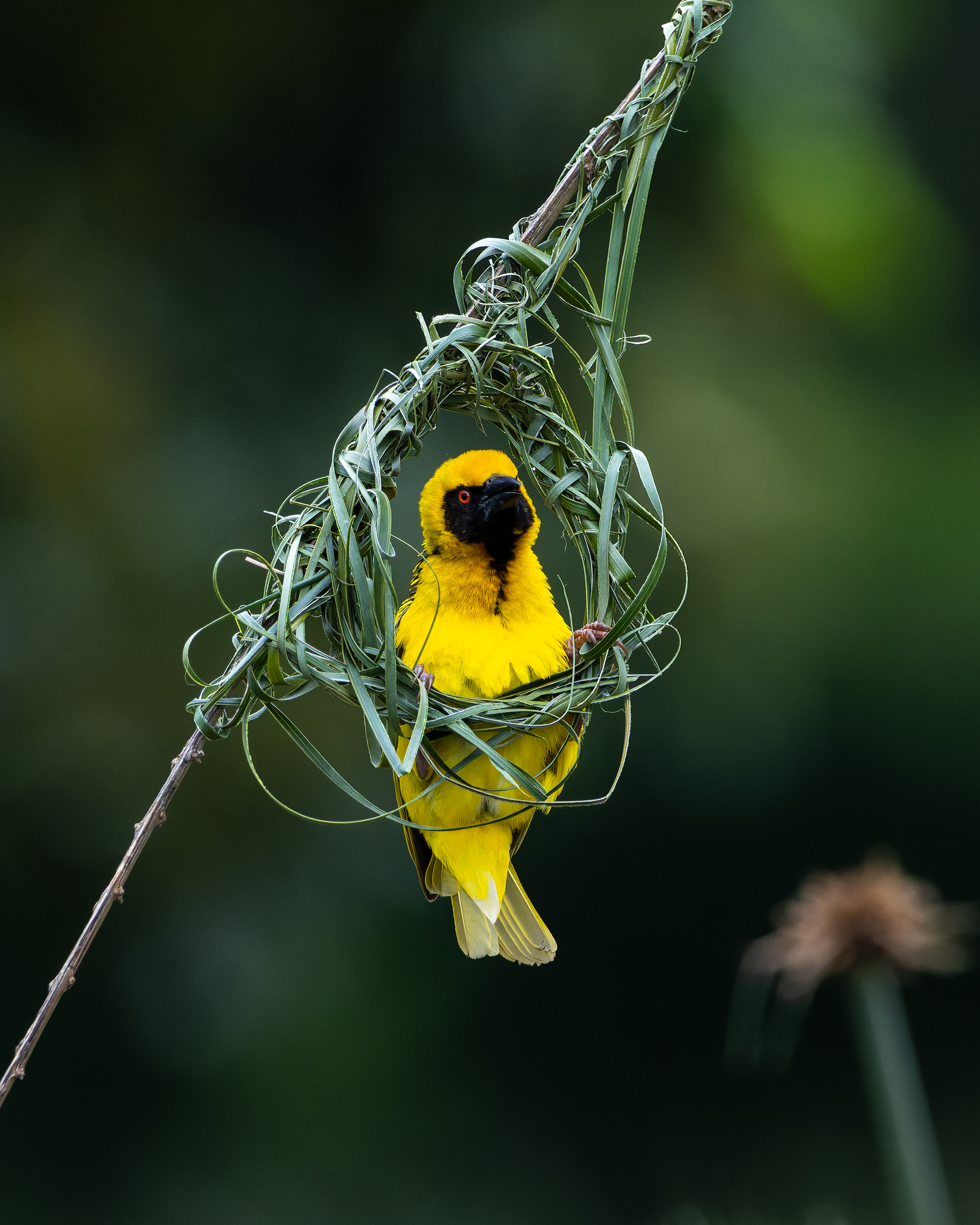 Village Weaver