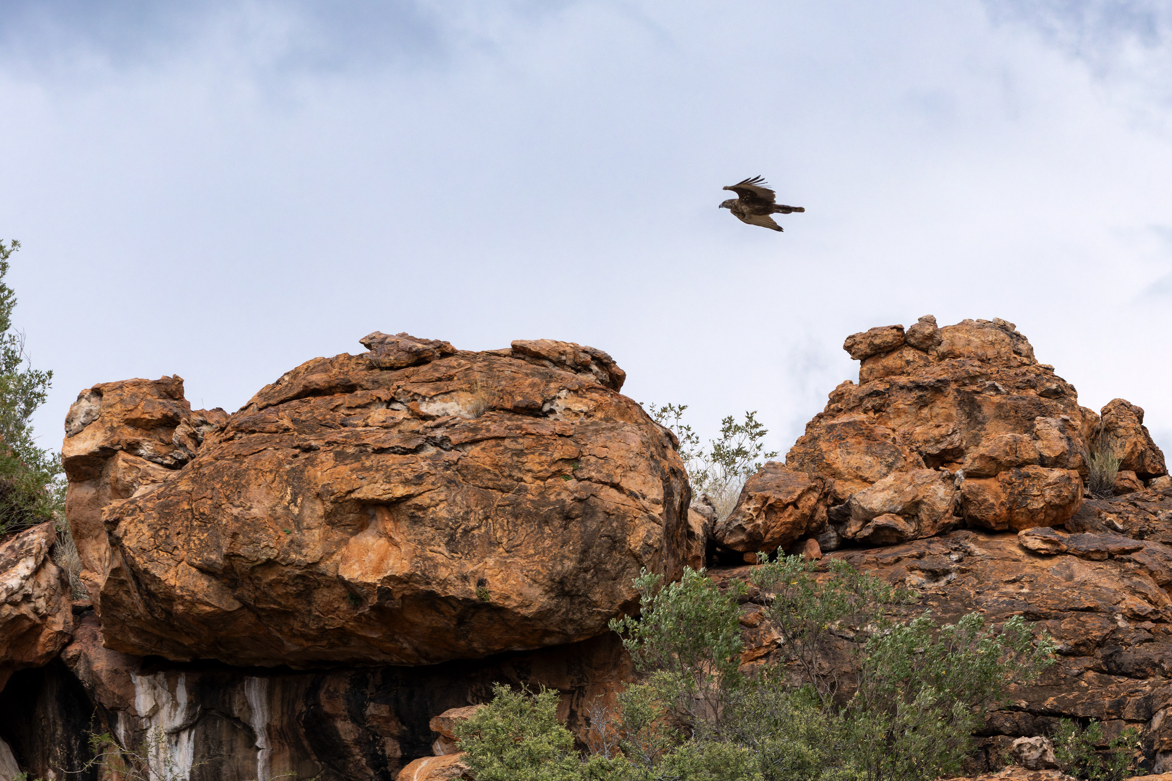 Brown Snake-eagle