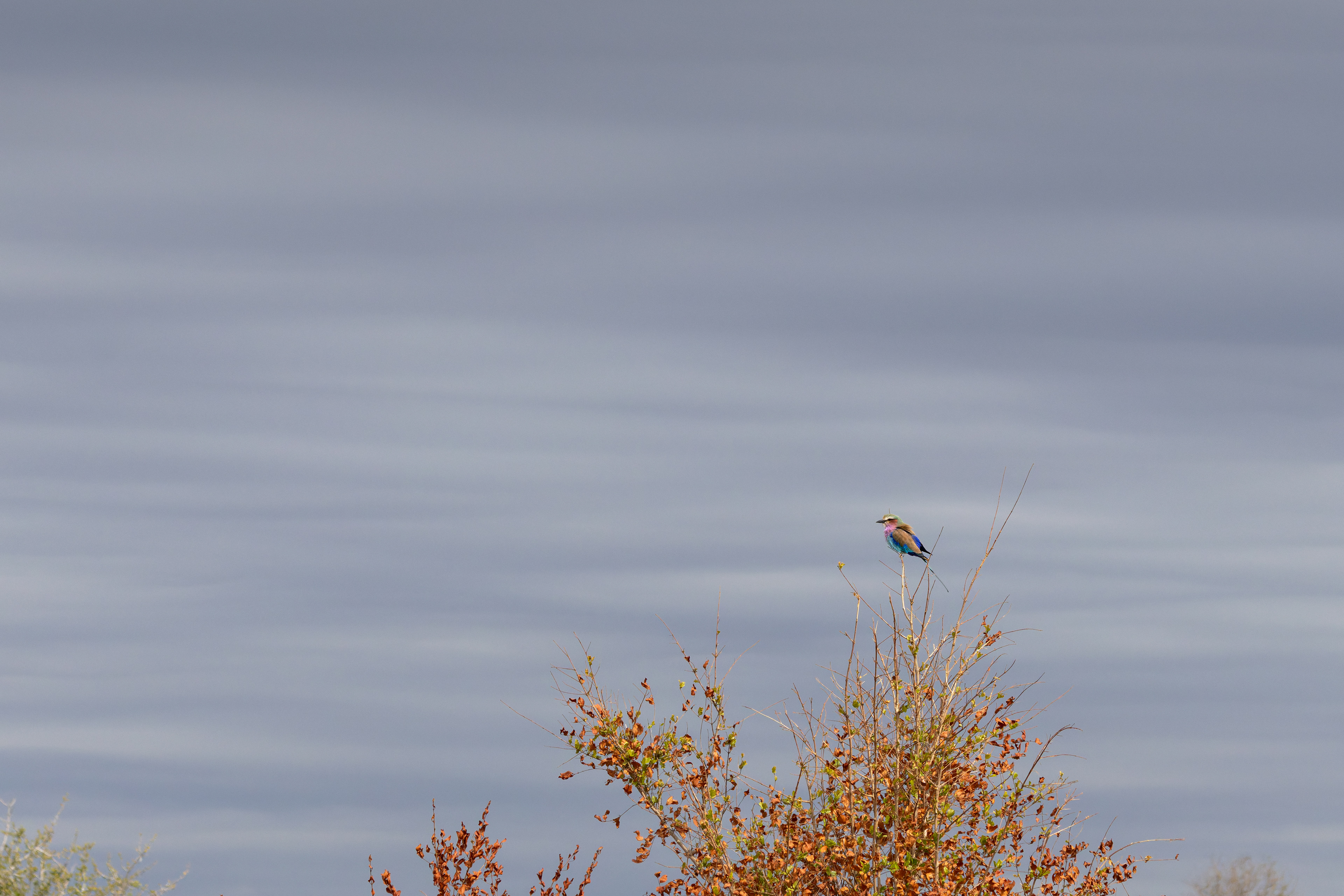 Lilac-breasted Roller