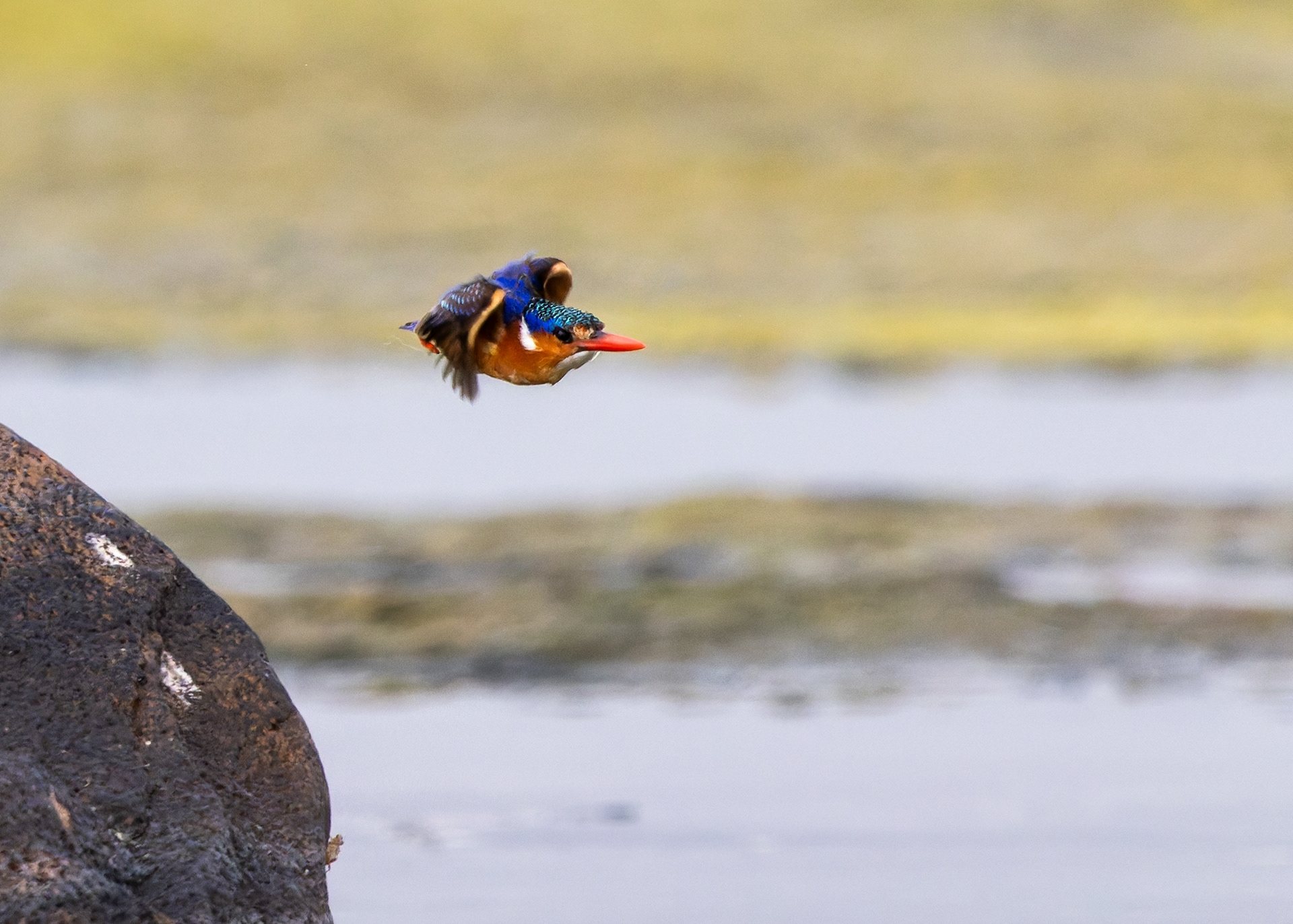 Malachite Kingfisher