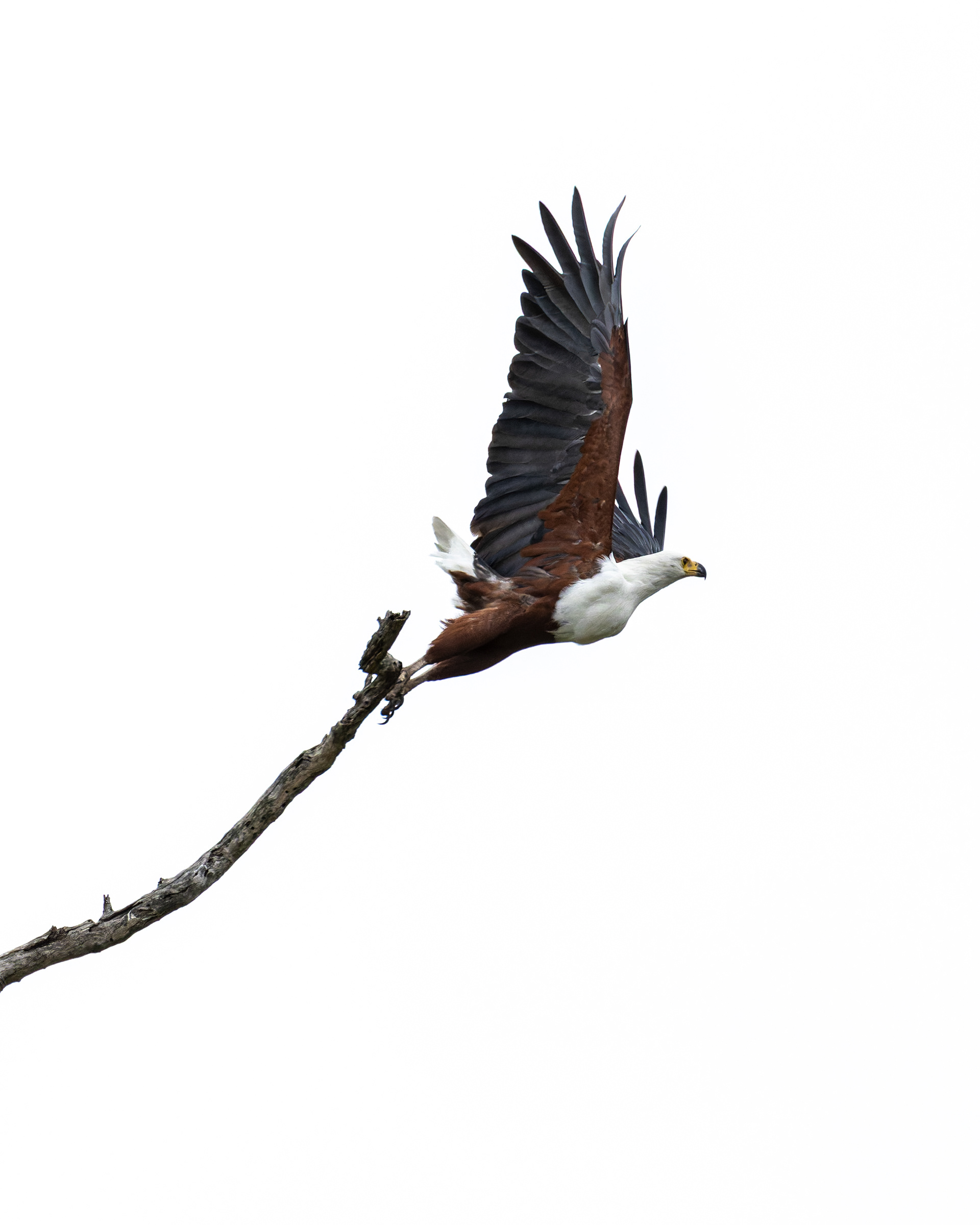 African Fish Eagle