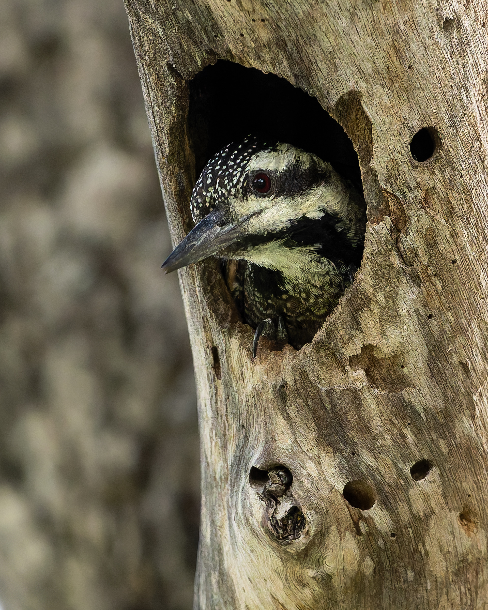 Bearded Woodpecker