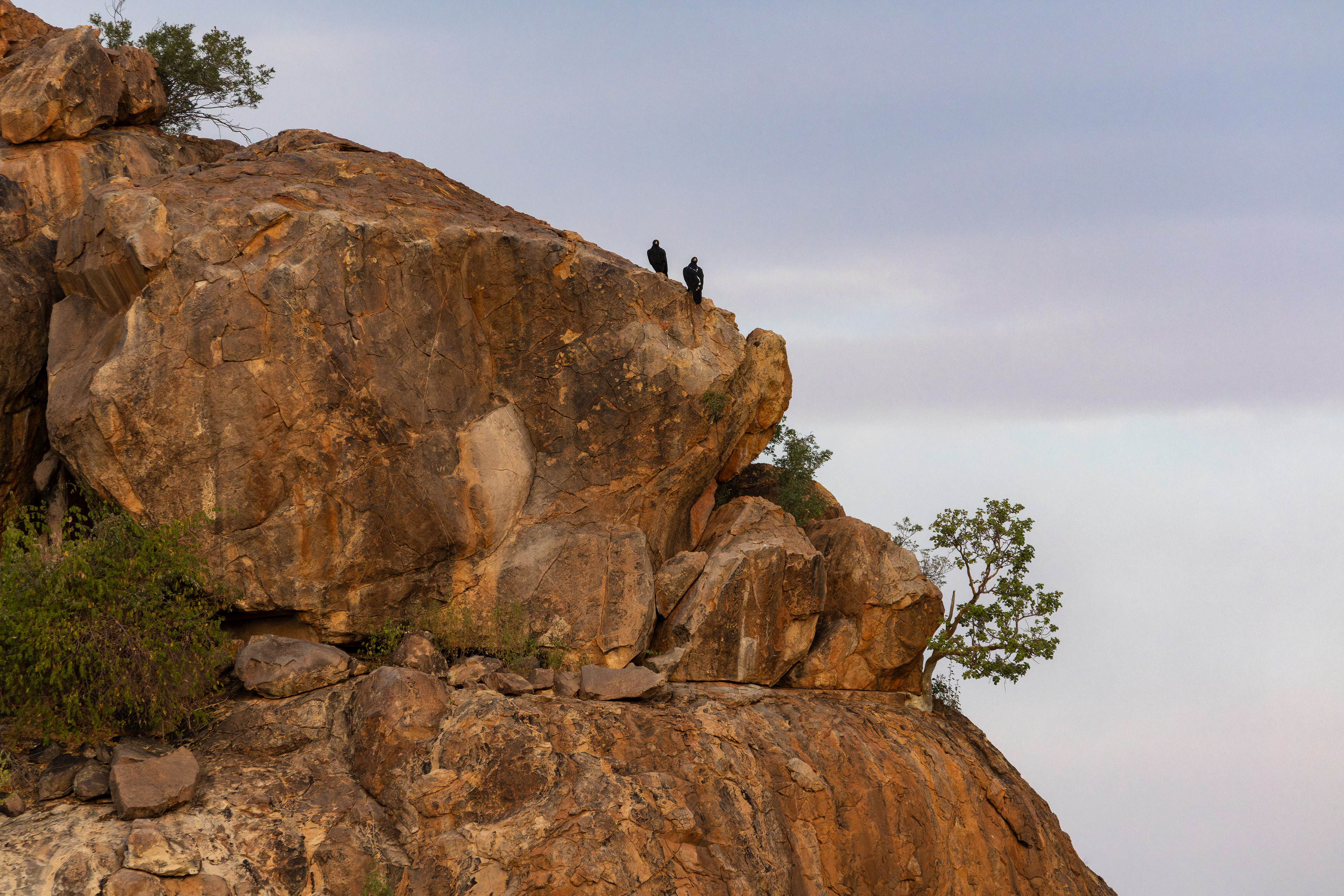 Verreaux's Eagle