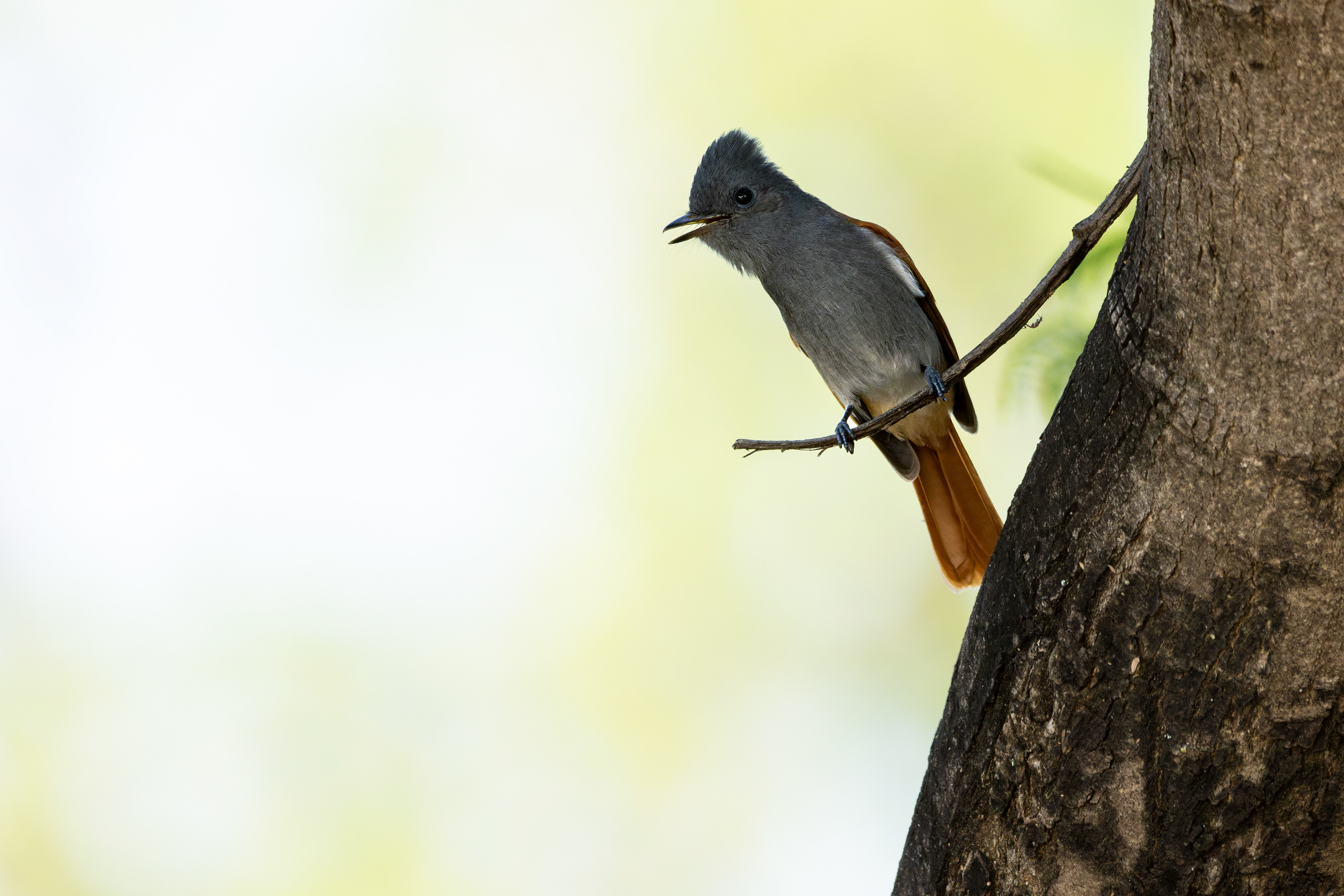 Paradise Flycatcher