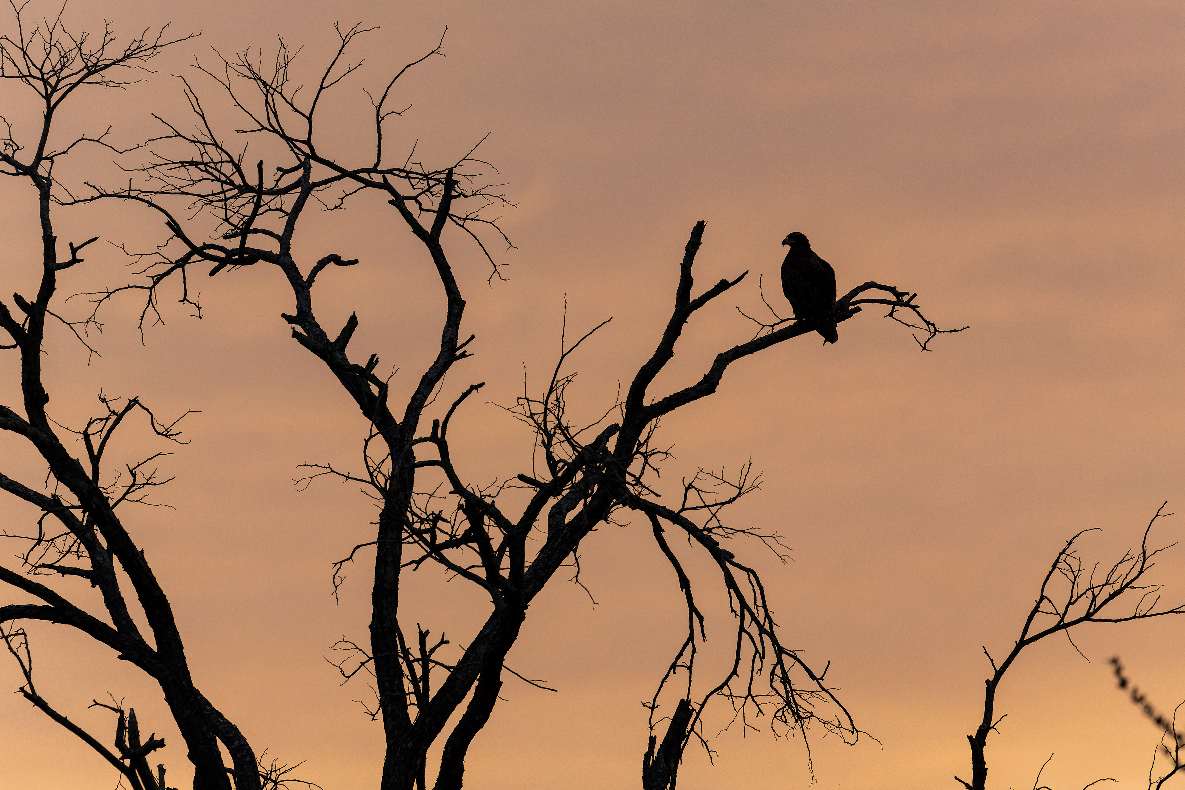 Tawny Eagle