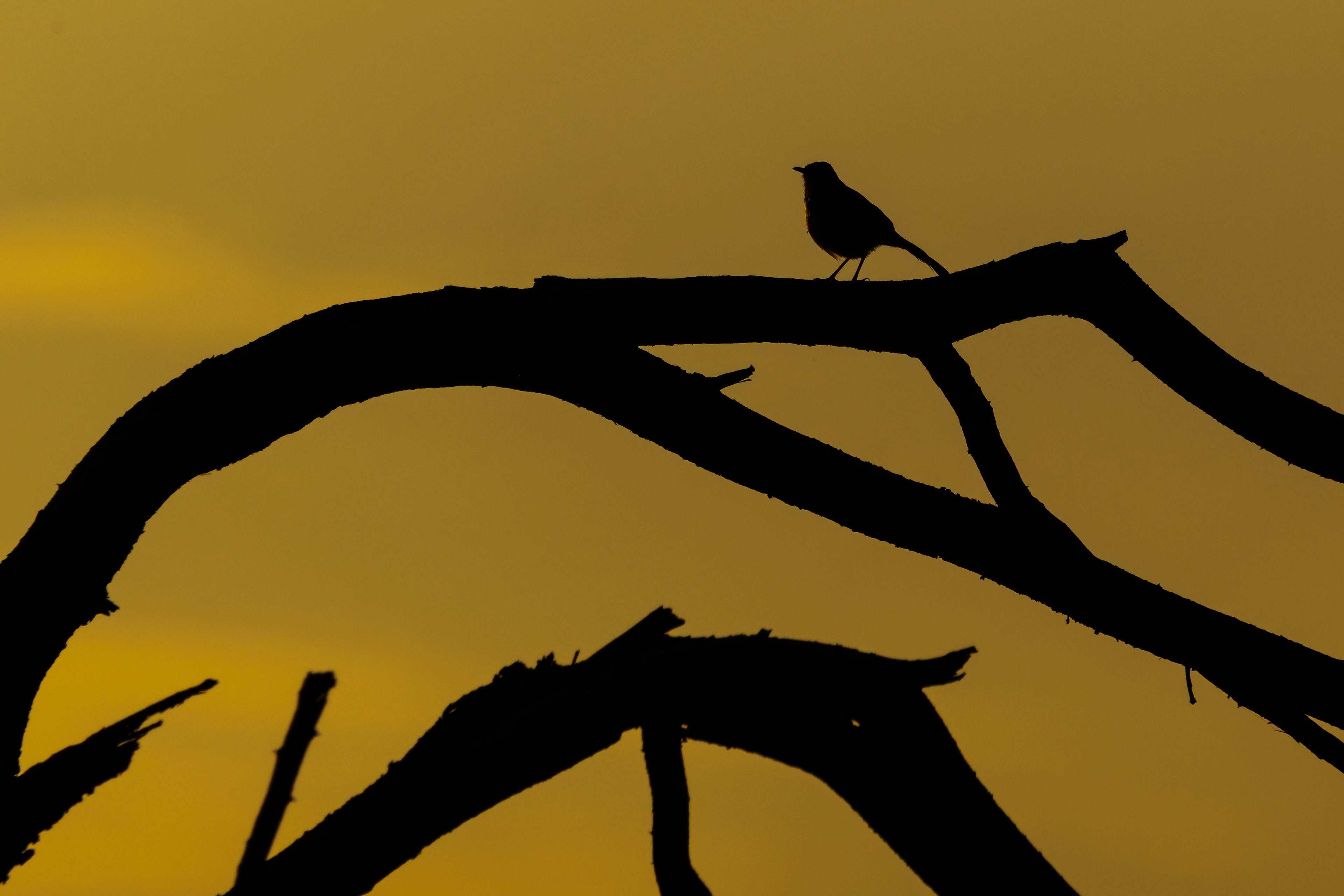 Kalahari Scrub-robin