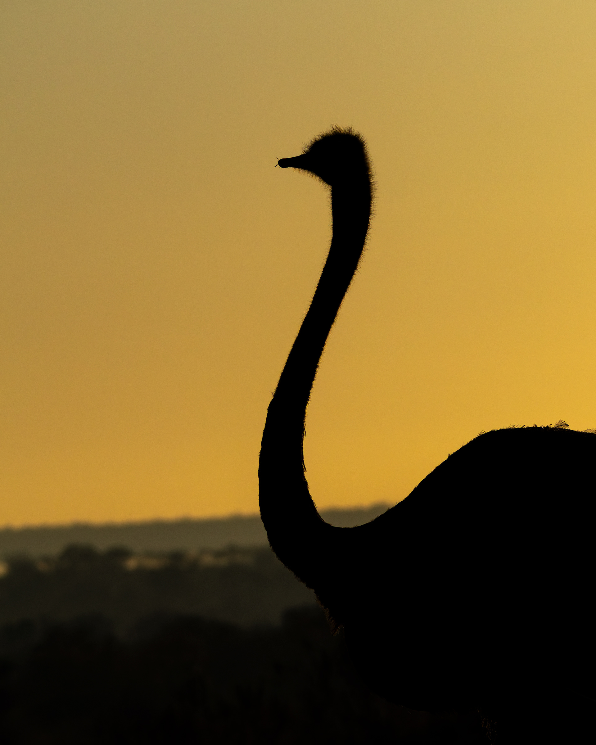 Common Ostrich