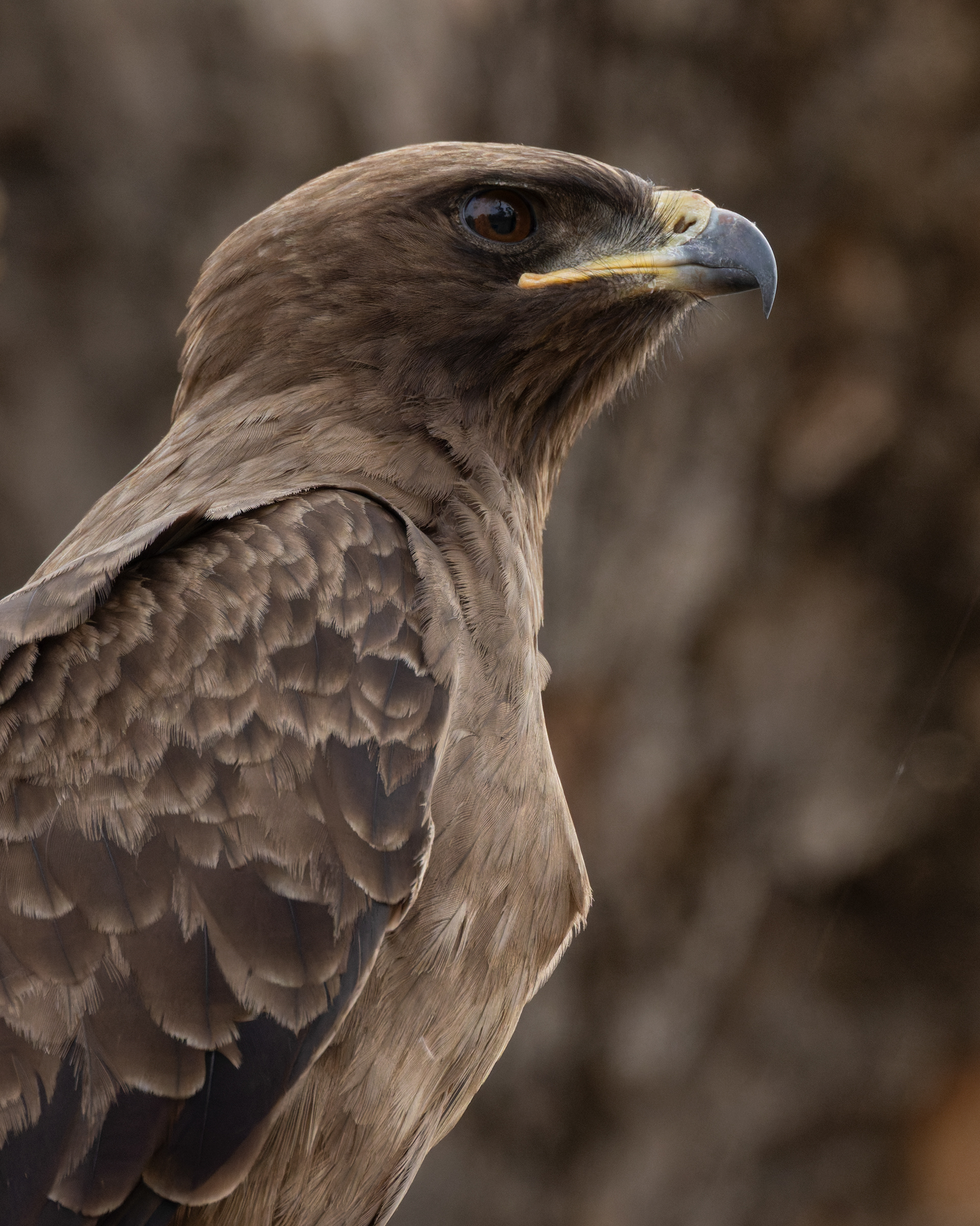 Wahlberg's eagle