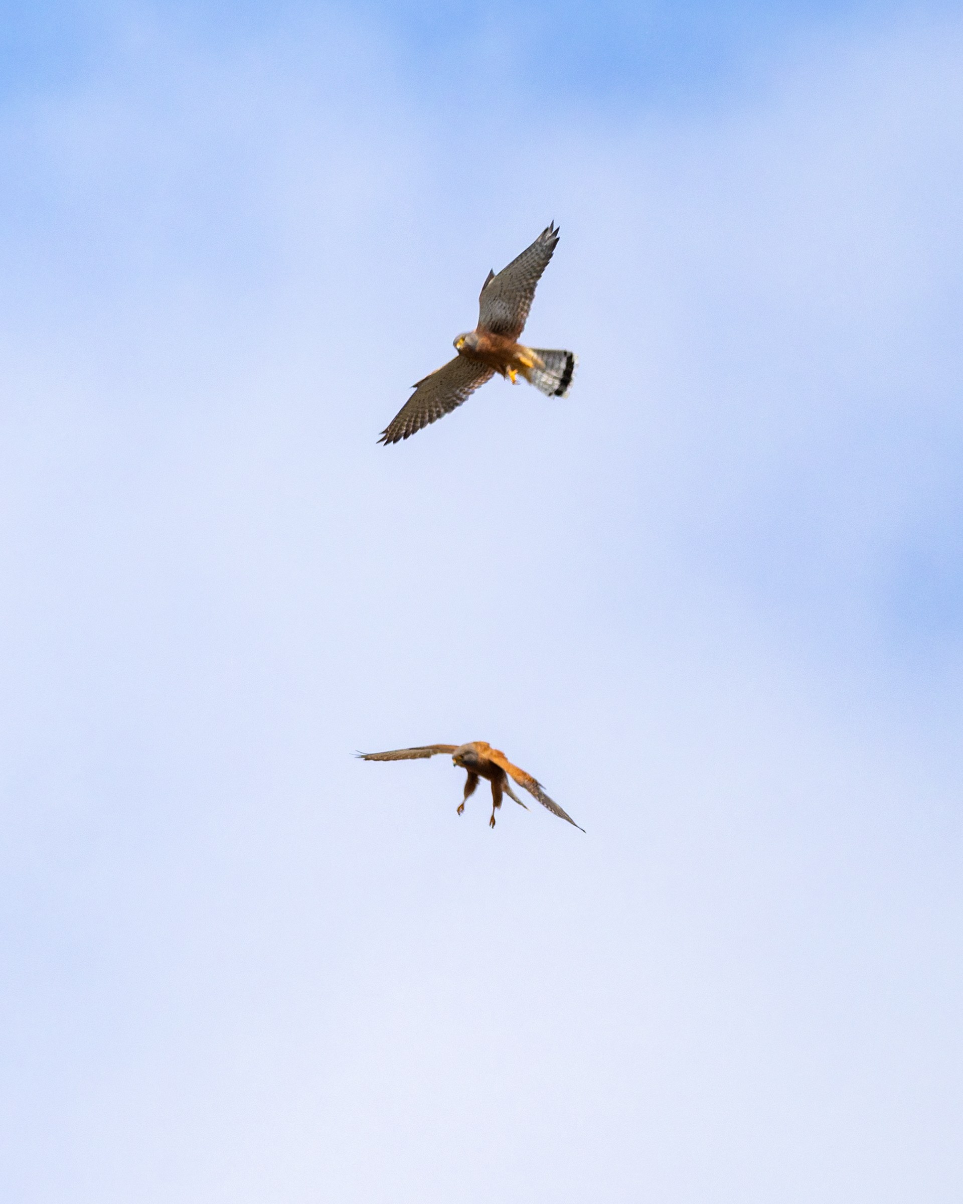 Rock Kestrel