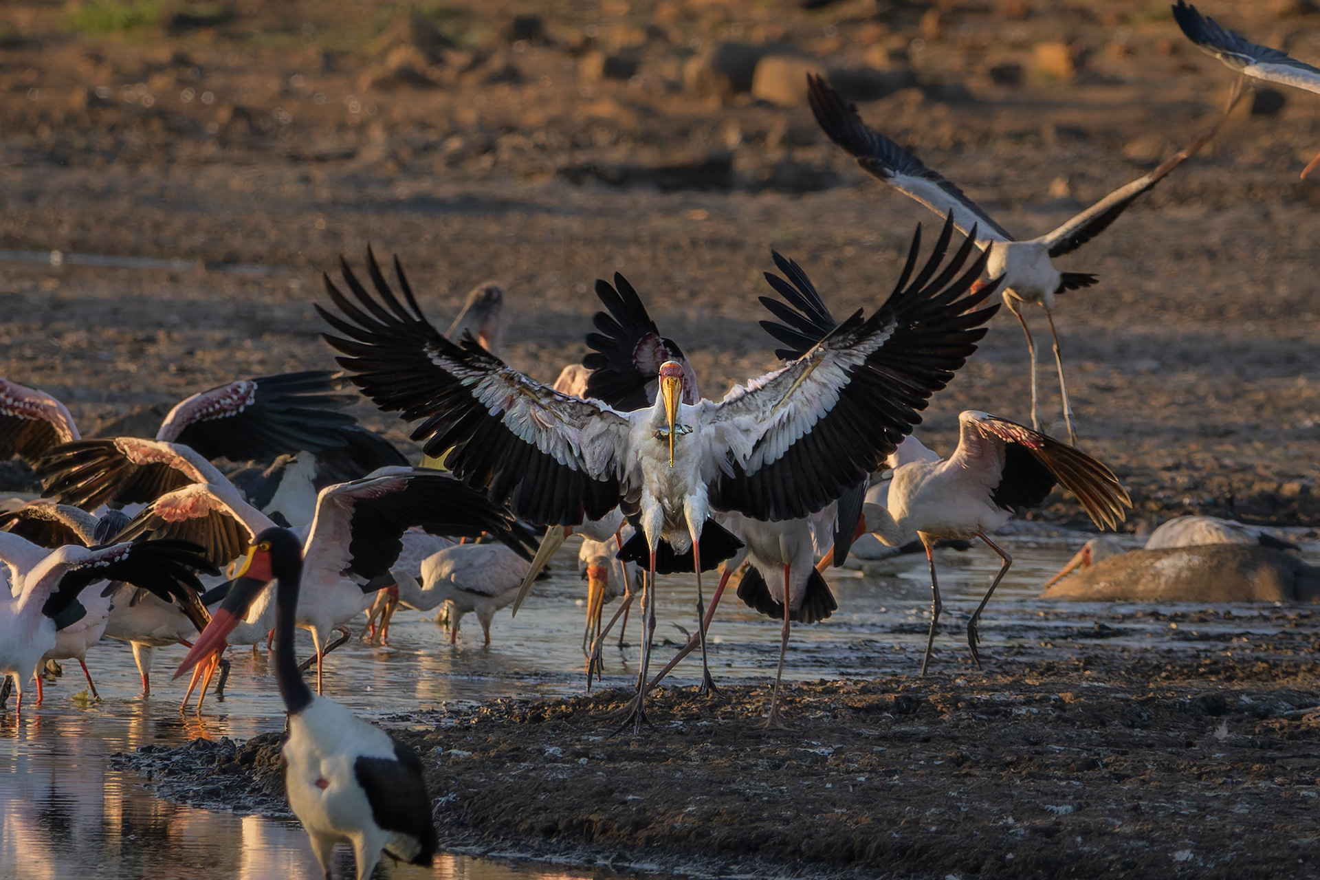 Yellow-billed Stork