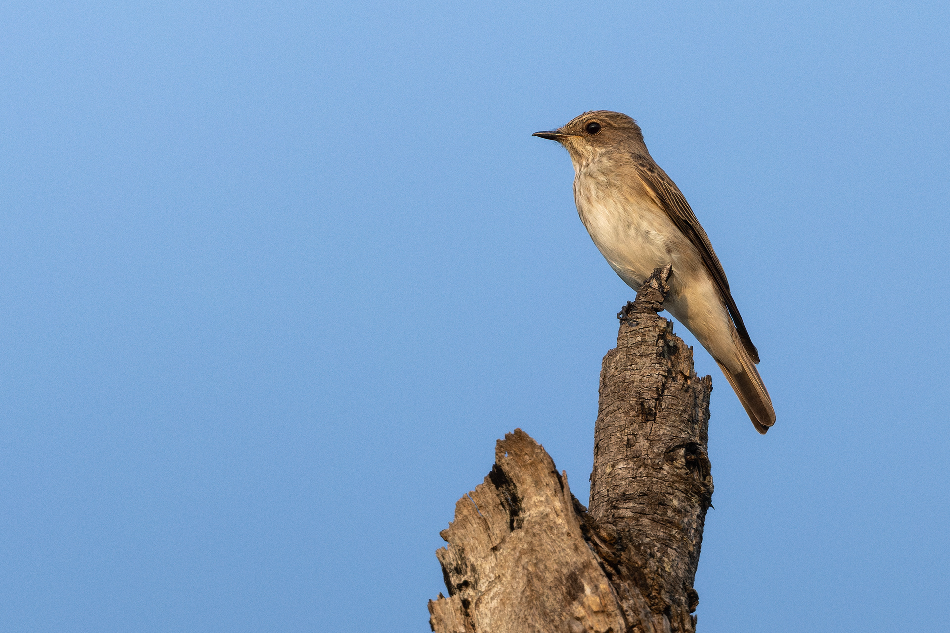Spotted Flycatcher