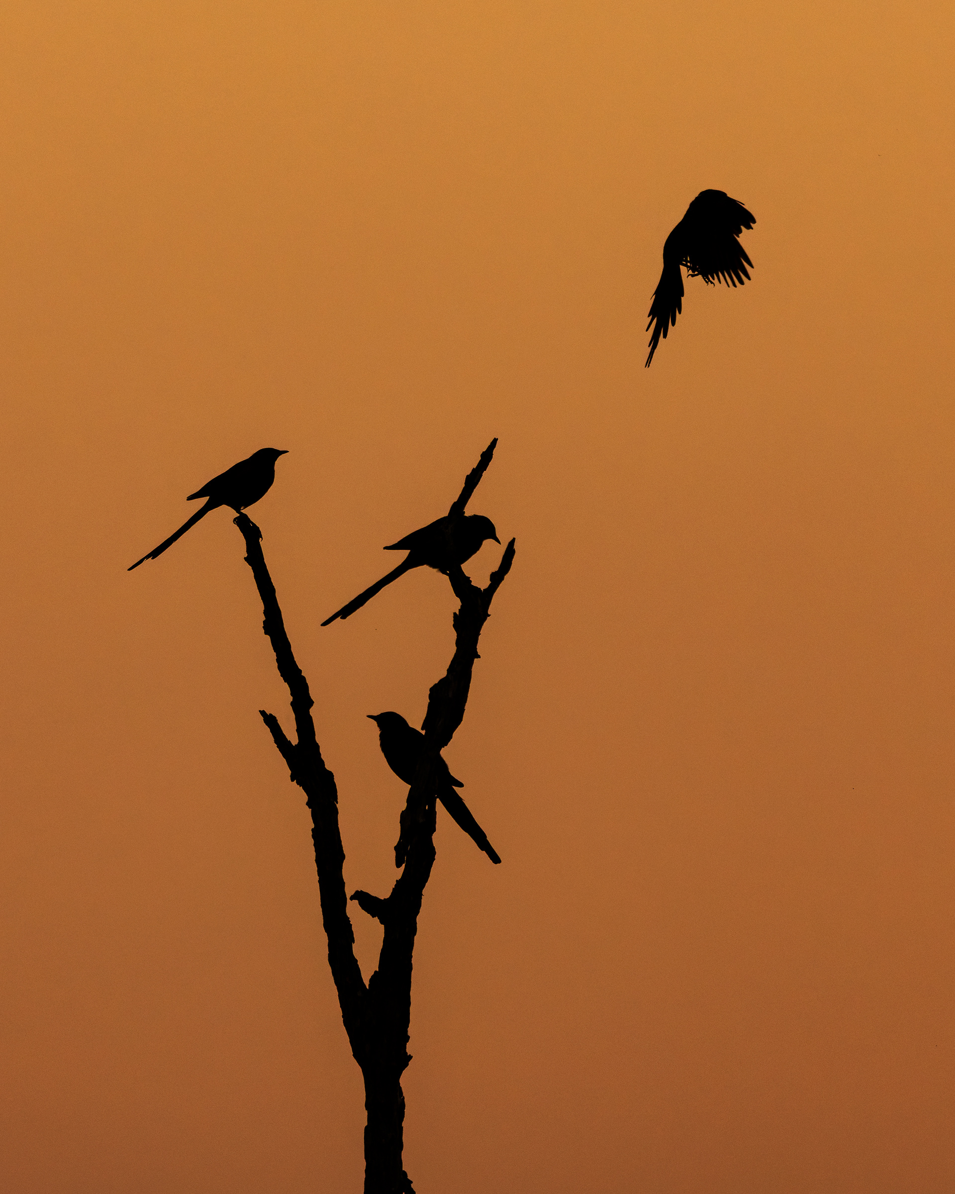 Meves's Starling