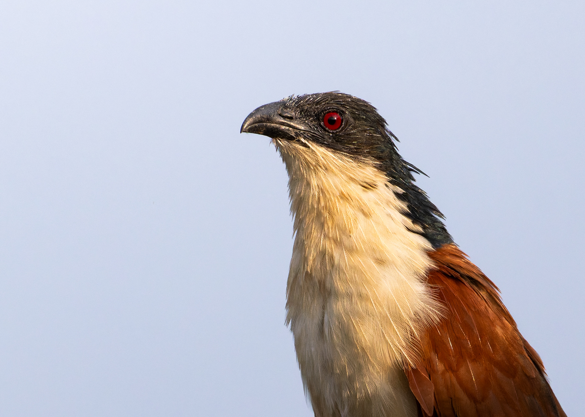 Senegal Coucal