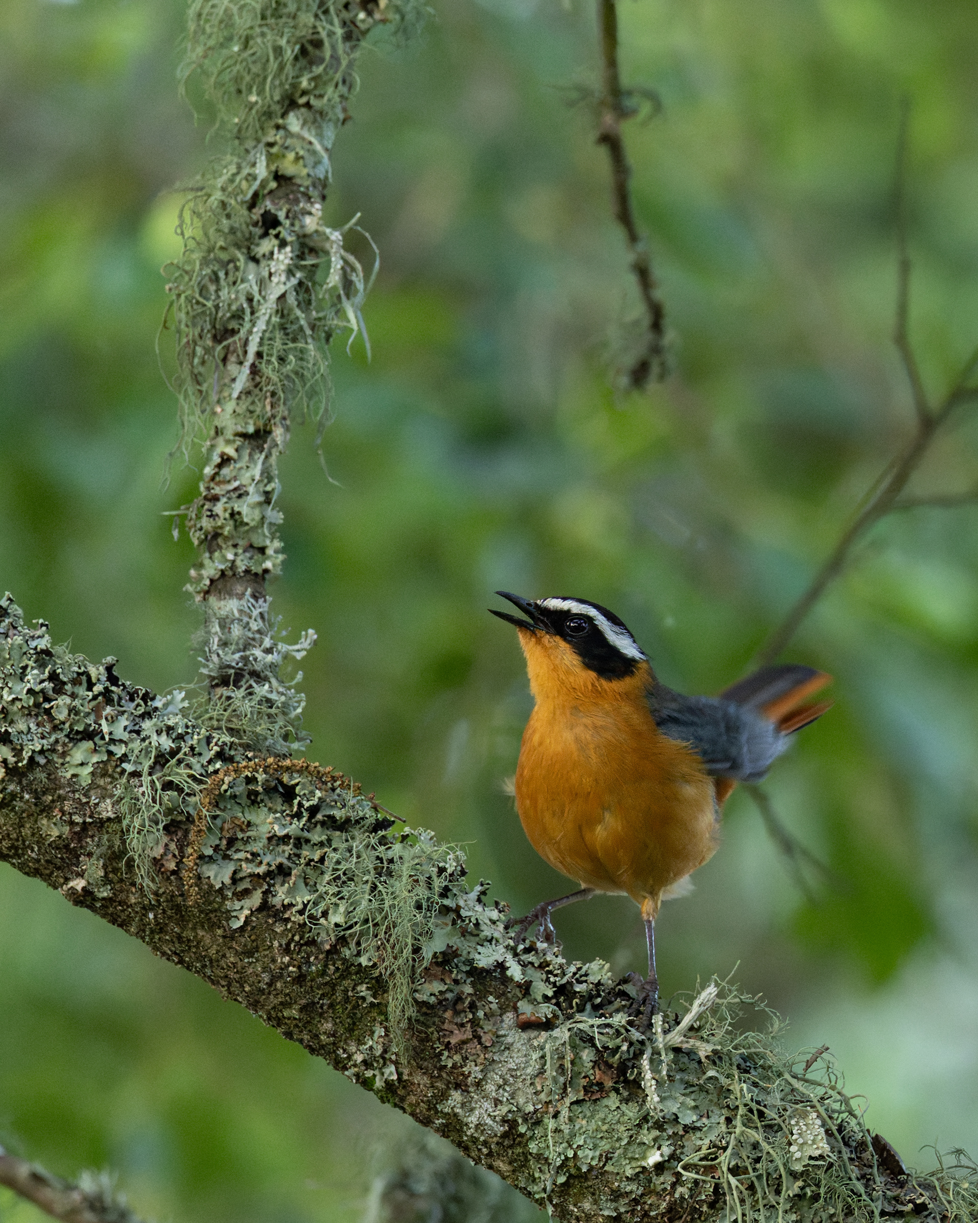 White-browed Robin-chat