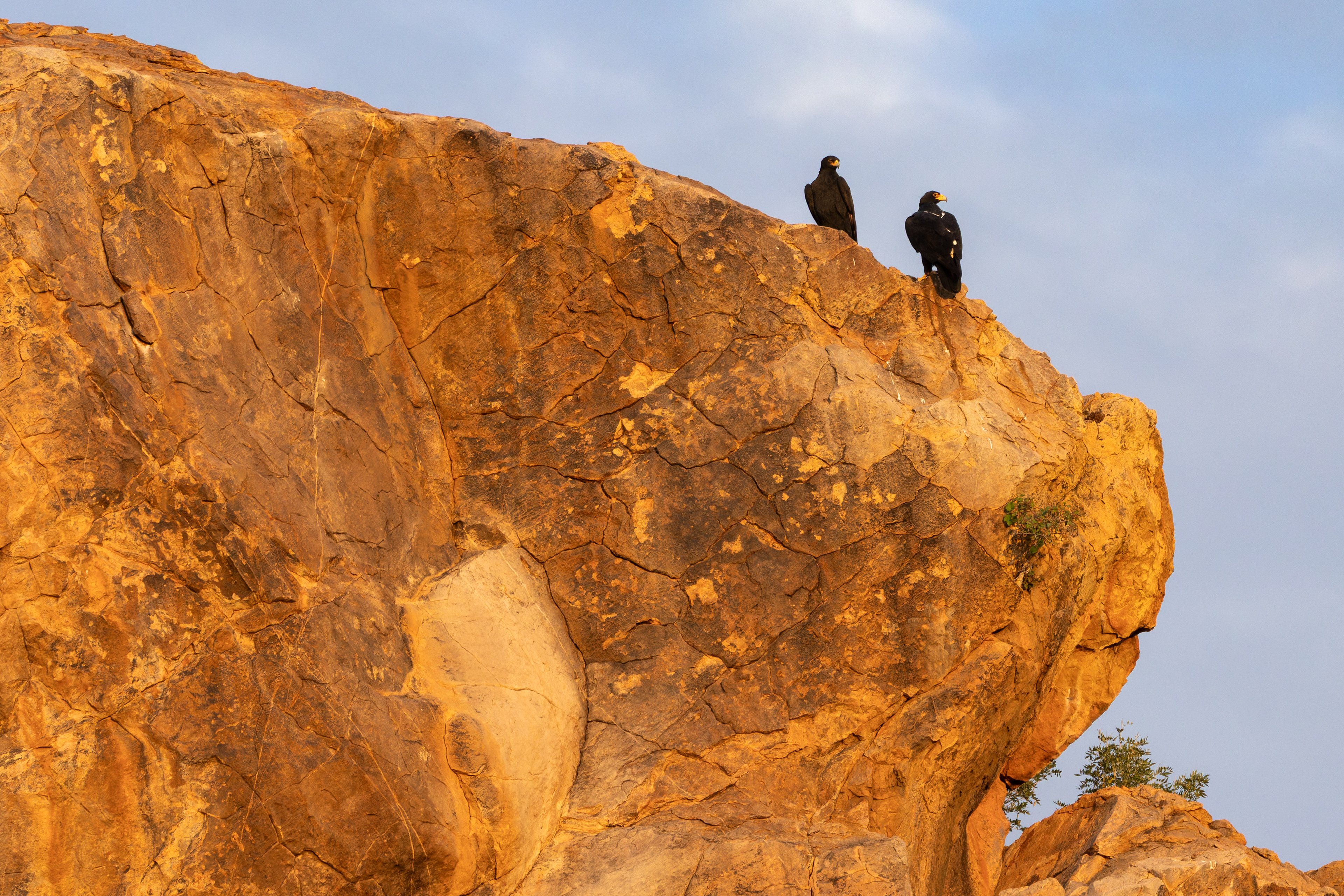 Verreaux's Eagle